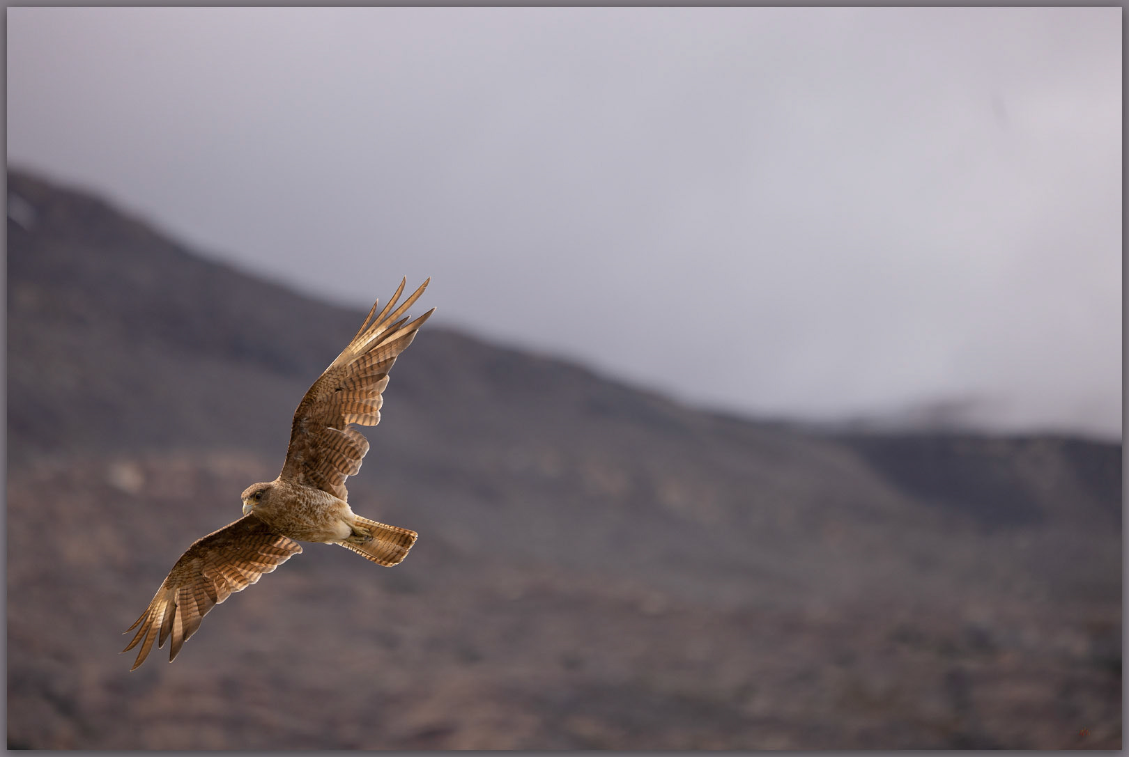 Trail patrol. A Chimango Caracara, Torres del Paine National Park, Chile