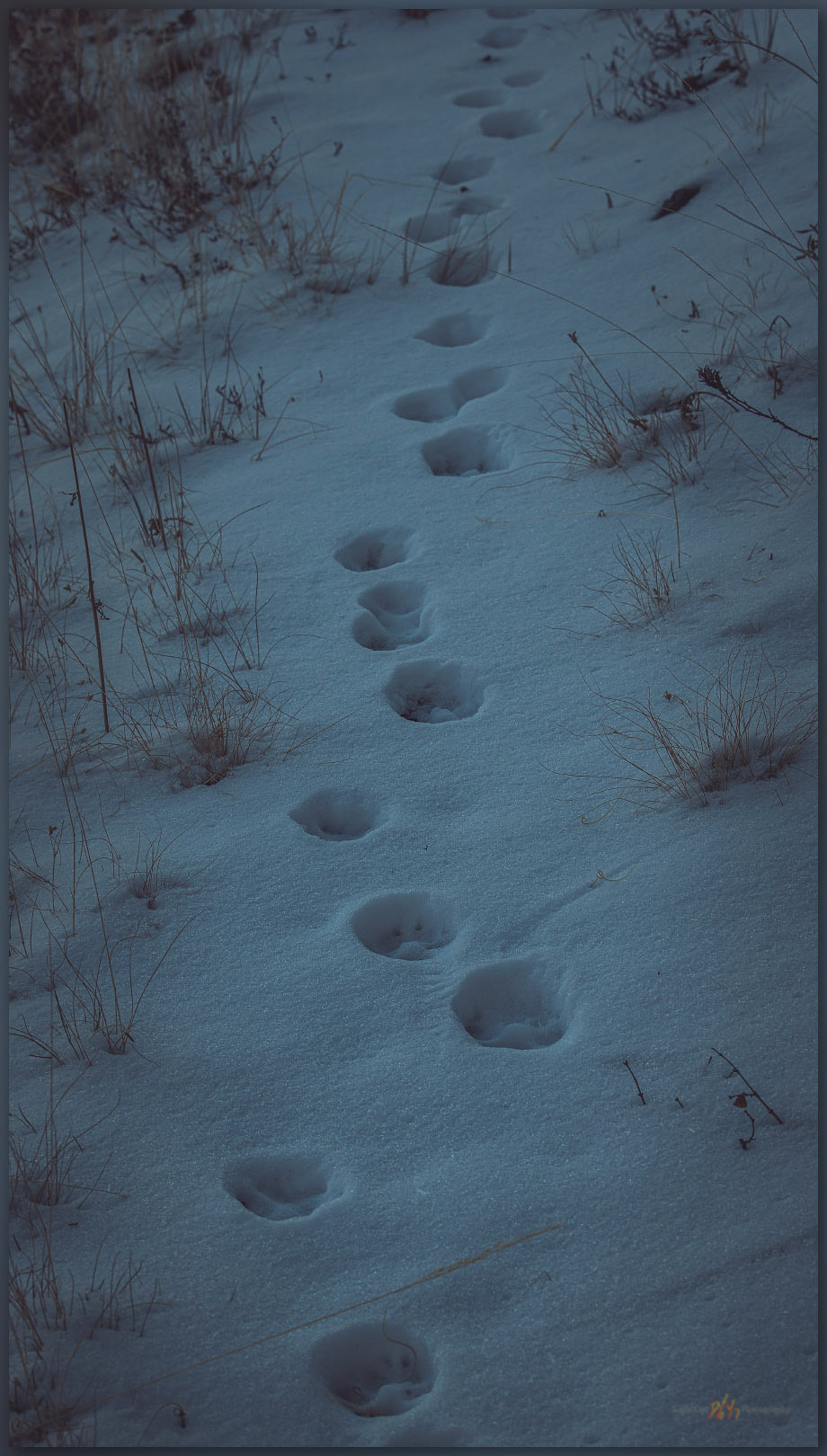Tracking away. A coyote traverses away from the summit of the Mountain Boy Range, Great Basin Desert, NV, USA