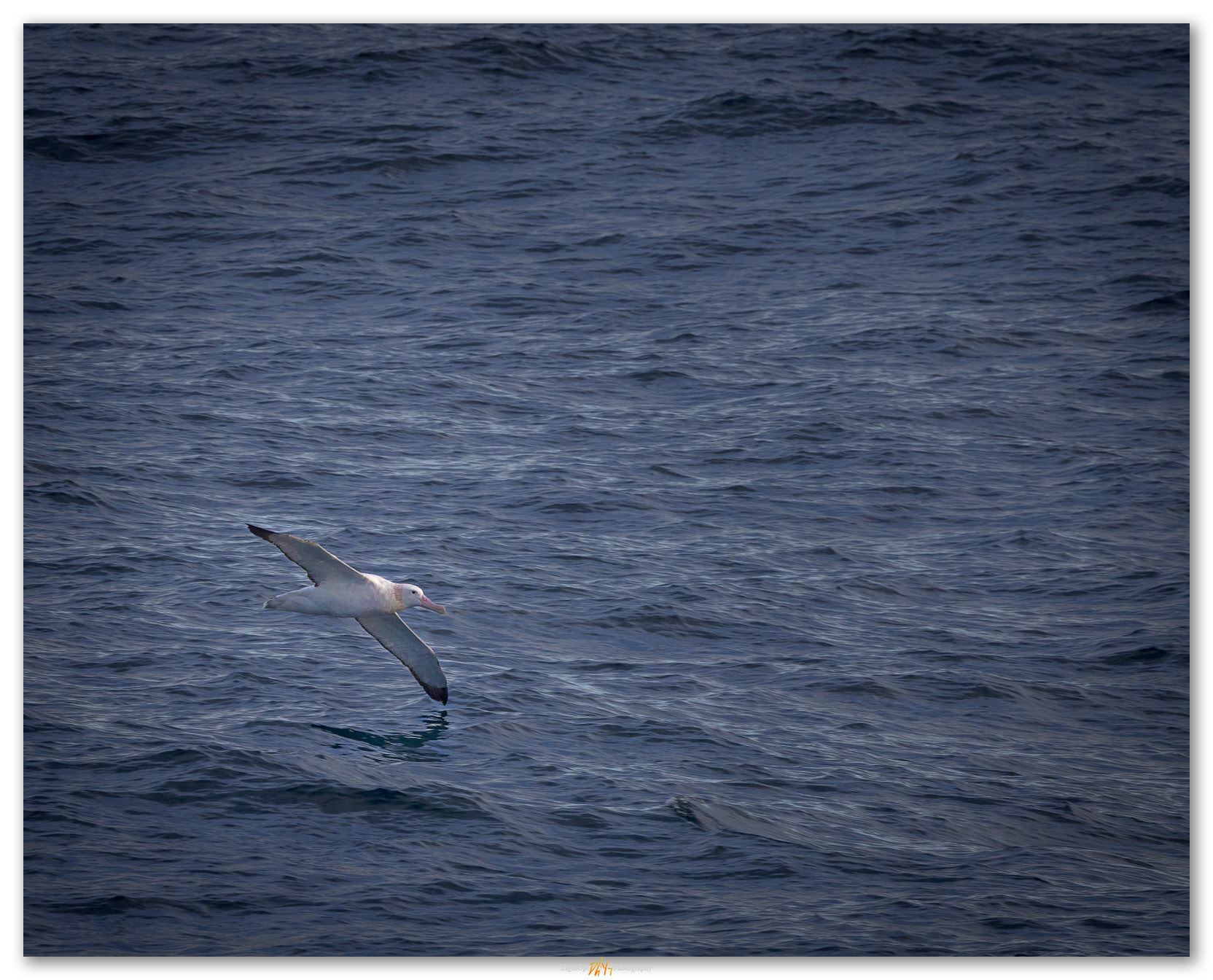 Skimming. Snow Albratross in the Drake Passage.