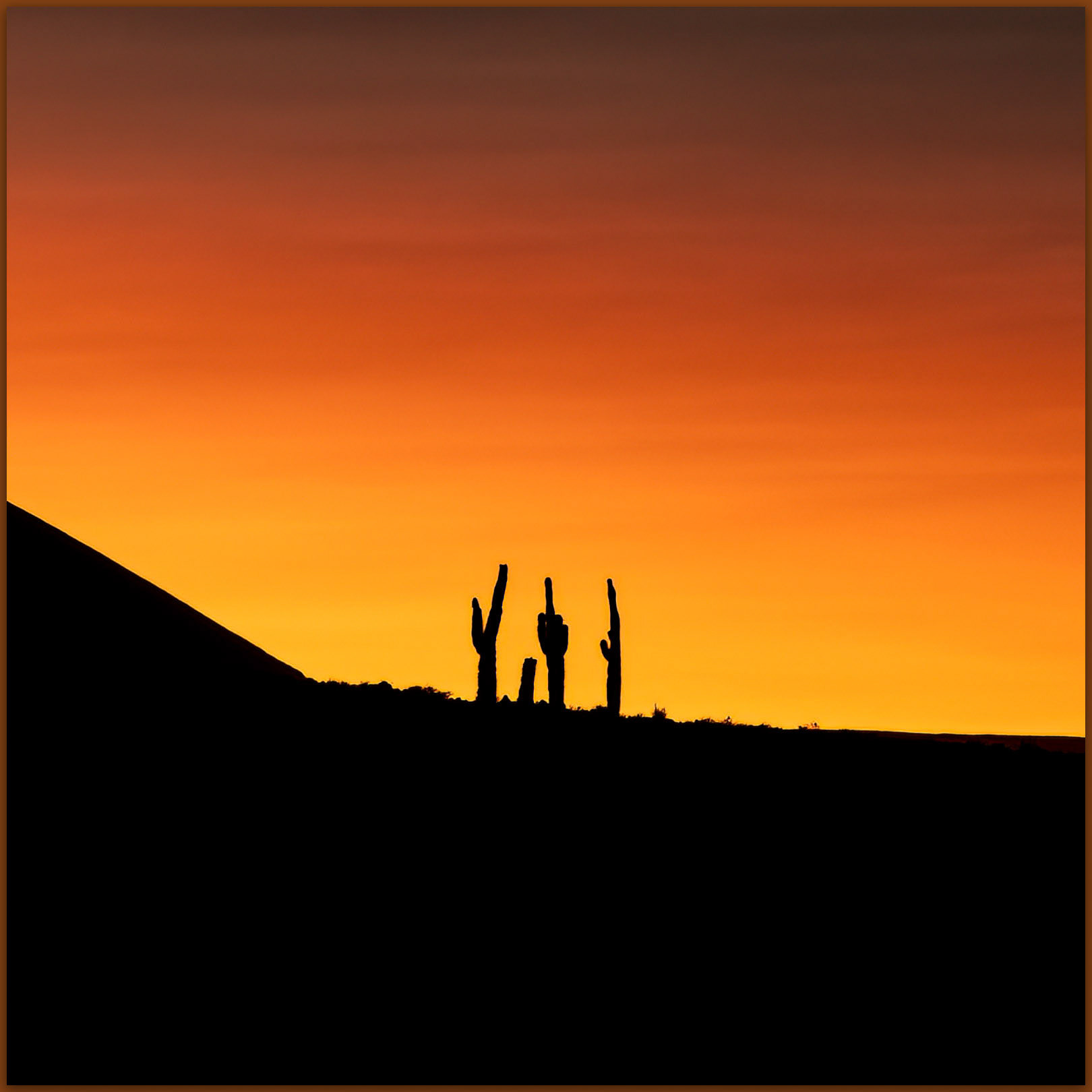 Mudras de Atacama. Cactus in the early morning of the Atacama Desert, Chile