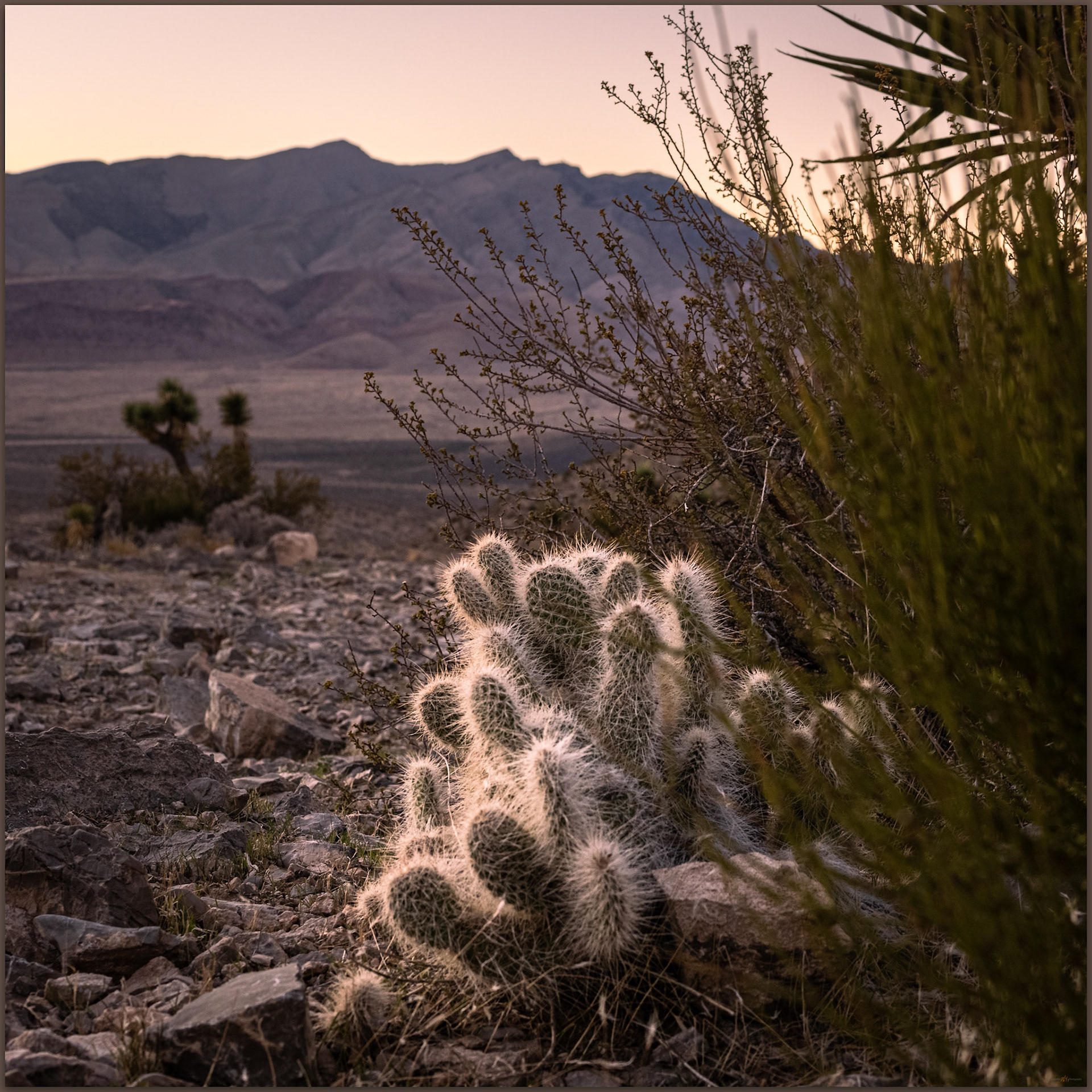 Cactus light. The sharp ends catch the last light of the evening, Bird Spring Range, Mojave Desert, USA