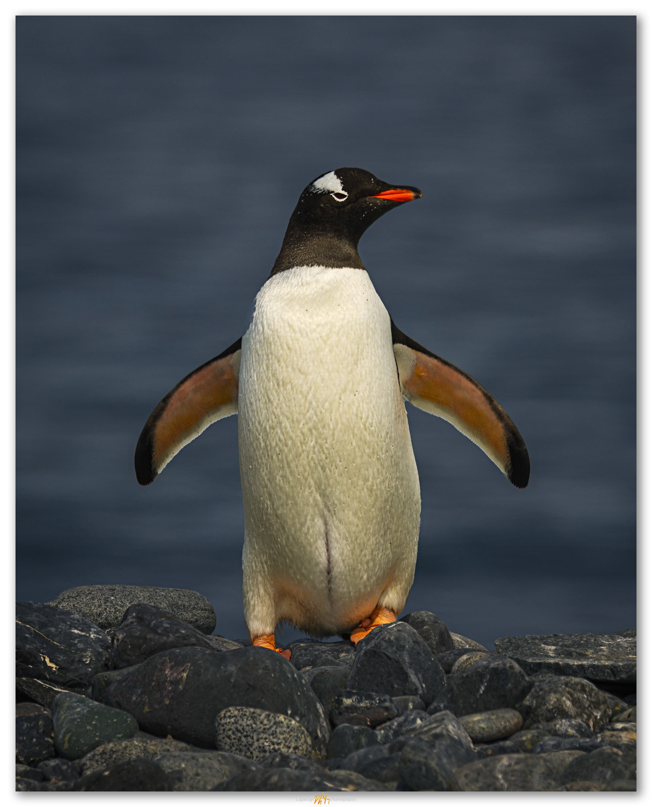 Gentoo intro. First encounters with the locals, Yankee Harbor, South Shetlands, Antarctica.