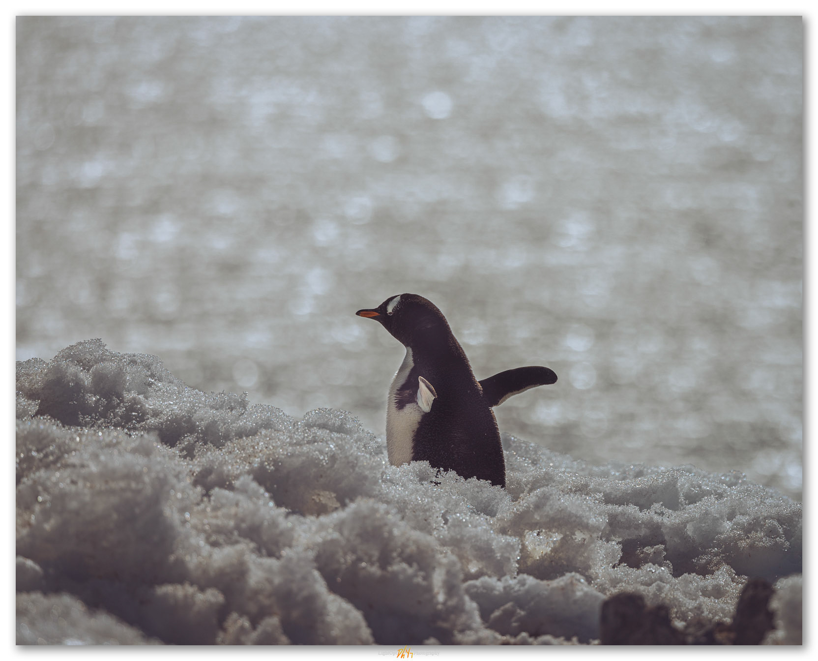 A return. Gentoo Penguin returning to the colony, Coastal Antarctica