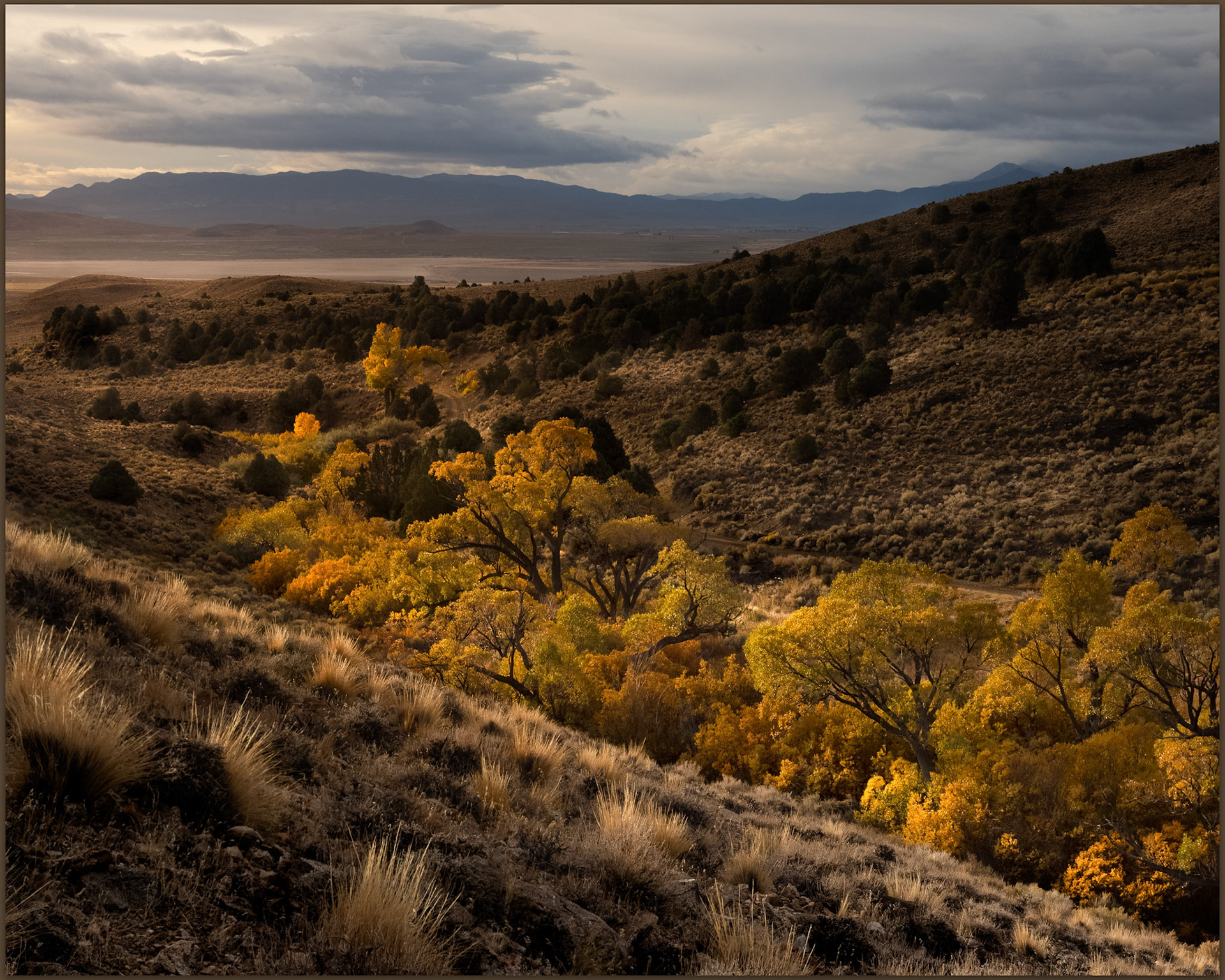 A riparian corridor in Smith Valley, Great Basin Desert, USA