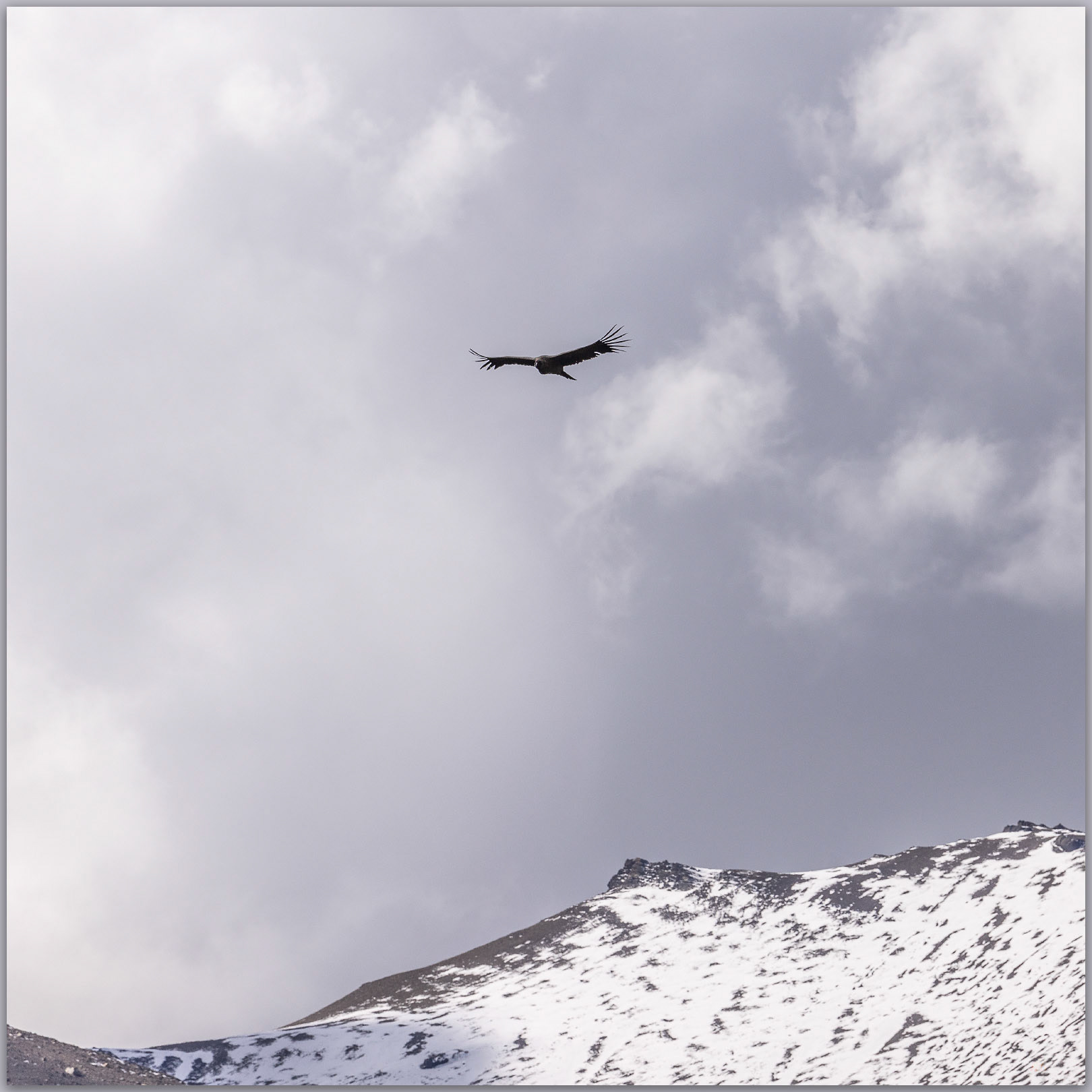 A condor. A greeting visit on our first day in Torres del Paine National Park, Chile