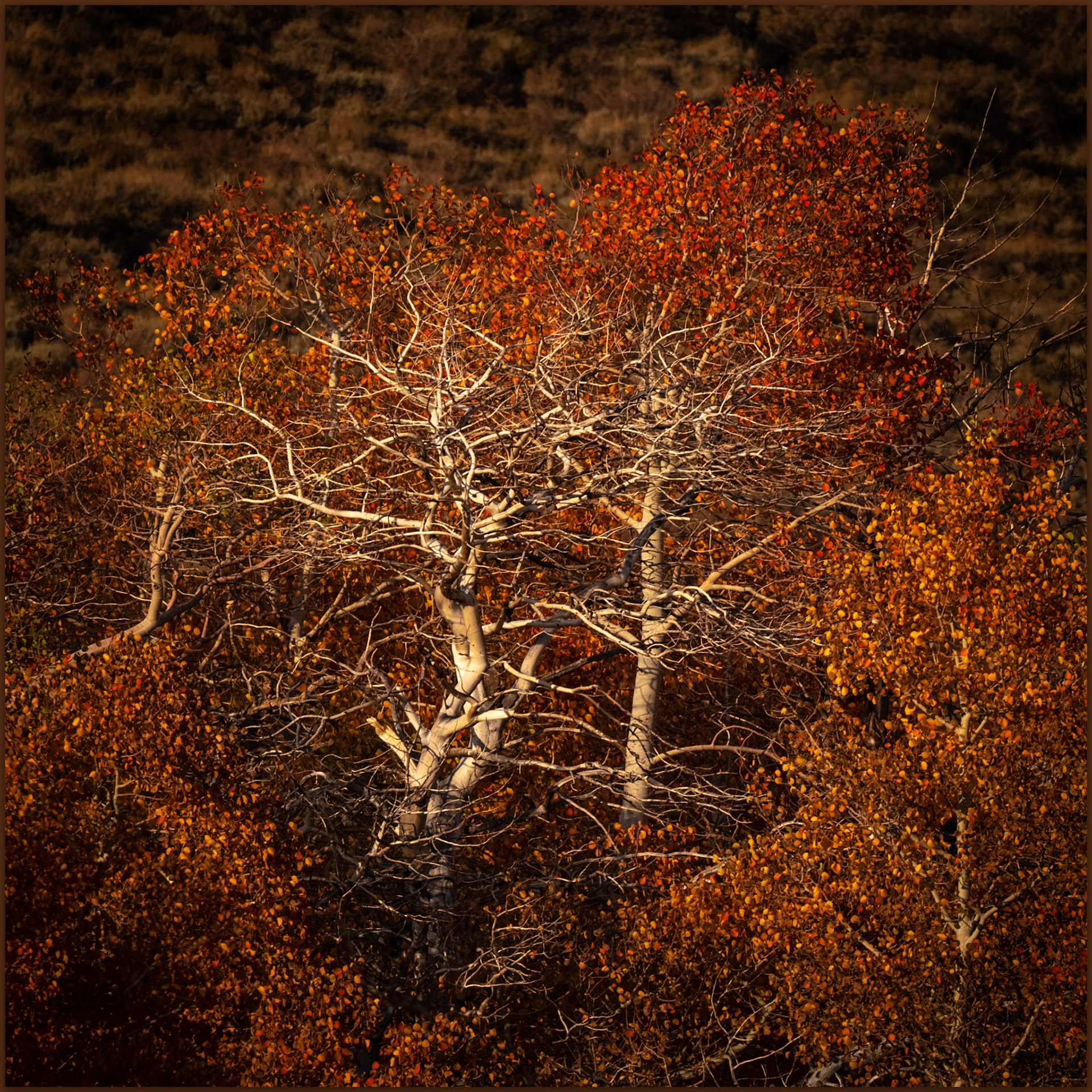 Dendritic heart. Dunderberg Creek, Eastern Sierra, CA, USA