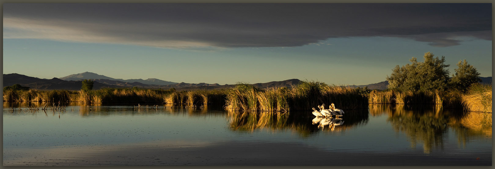 American White Pelicans. Mason Valley, Great Basin Desert, NV