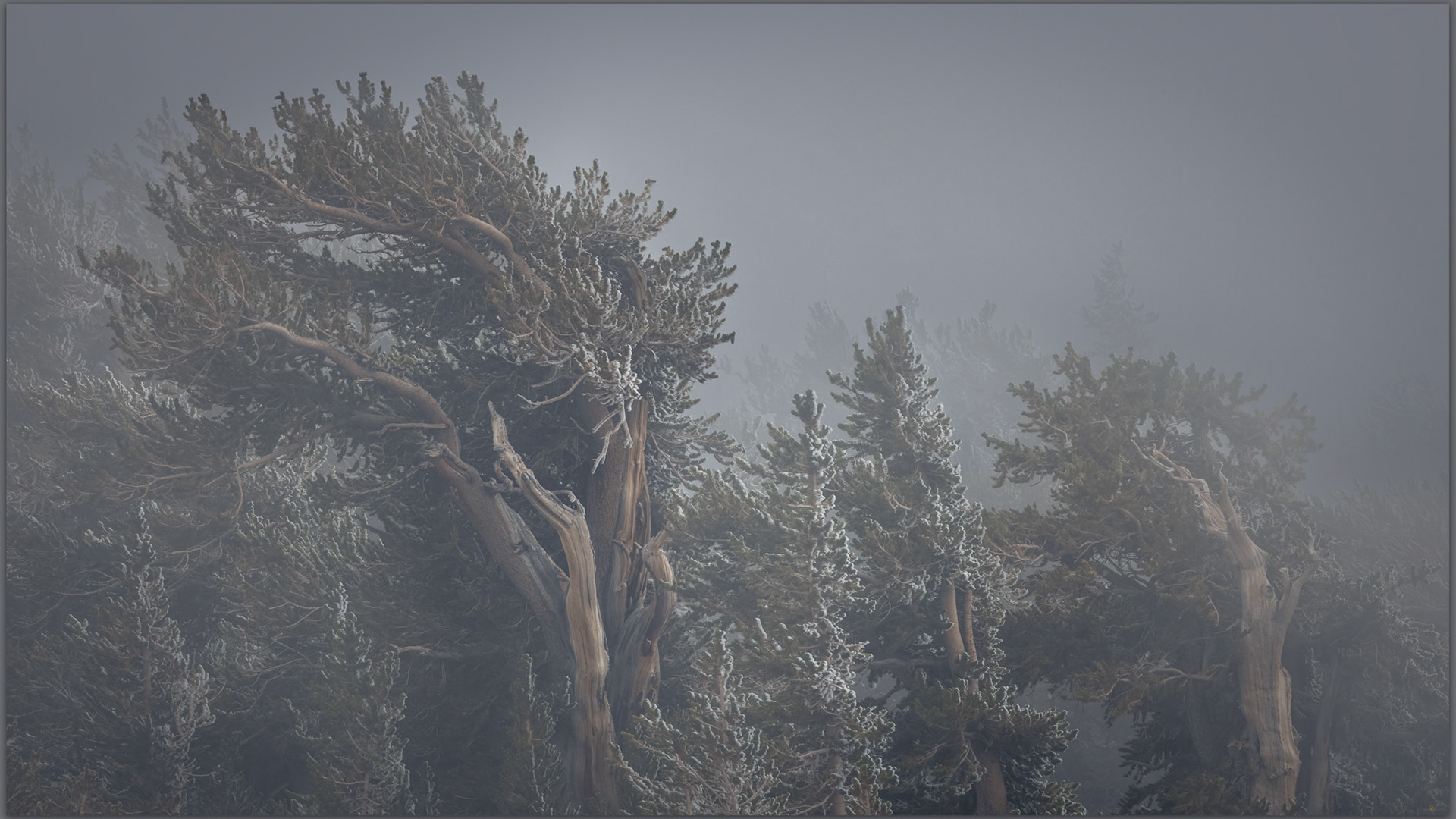 Bristlecone pine - another day in the element where they are and have been, Spring Mountains, Mojave Desert, USA