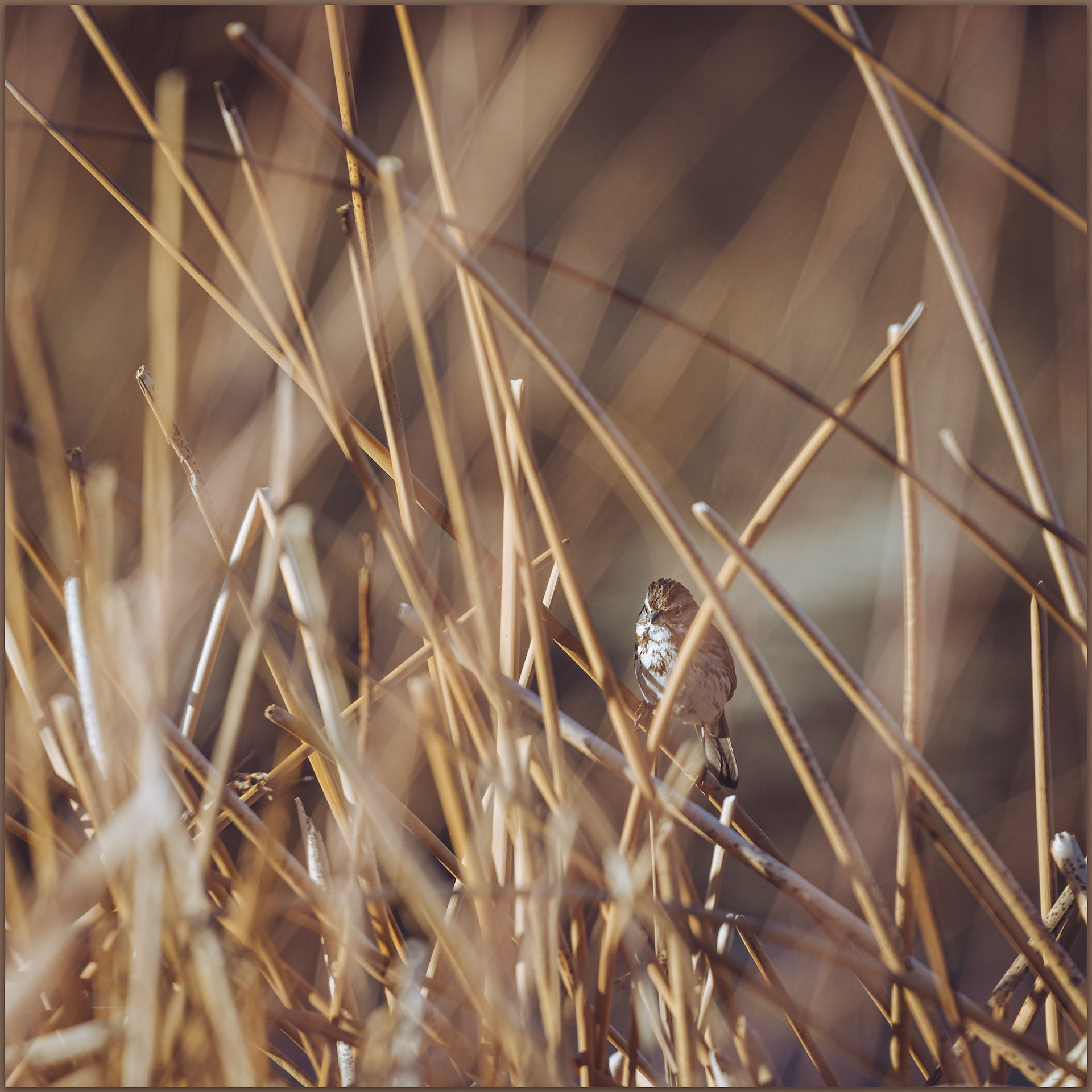 Song Sparrow (m) - Melspiza melodia, East Walker River, Great Basin Desert, USA