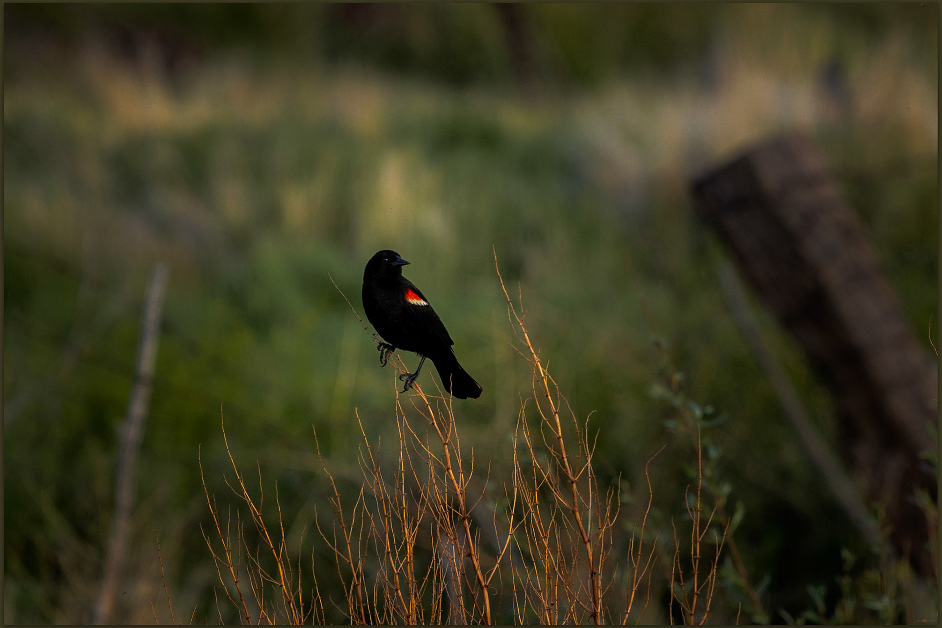 Red-winged sentinel. Red-winged Blackbird in the riparian corridor of Crowley Creek, Great Basin Desert, NV, USA
