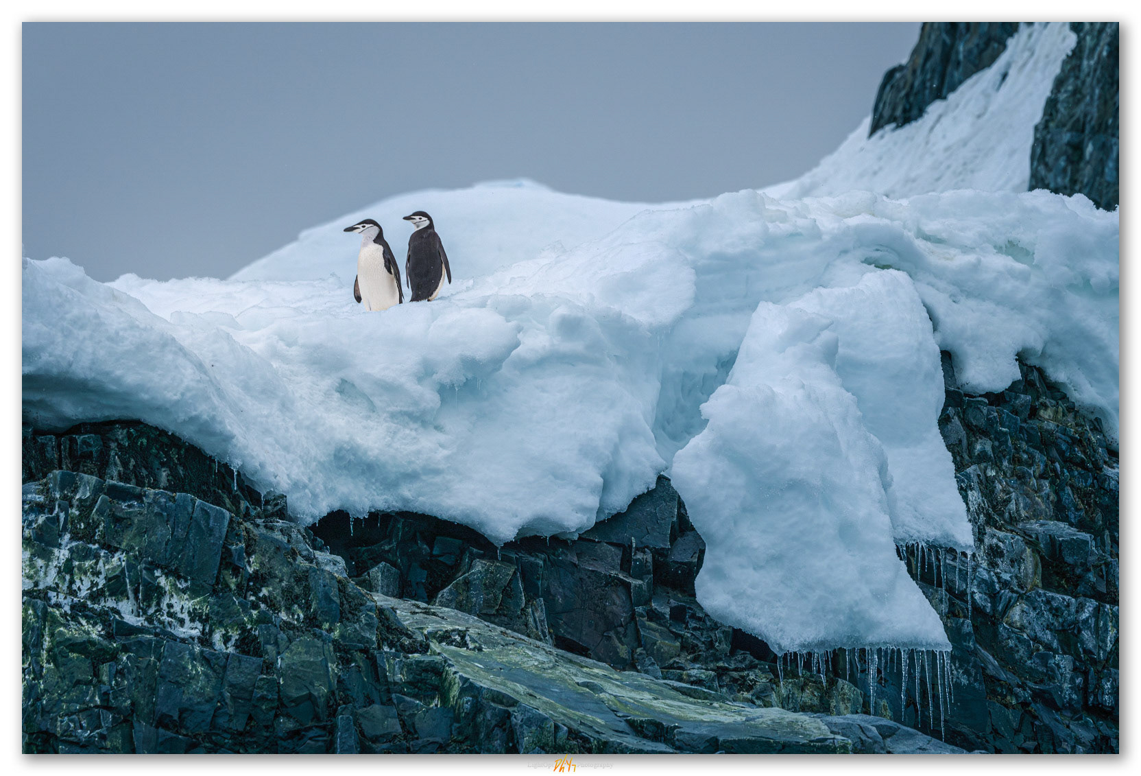 Company. Chinstrap Penguins watch from the islands of the Antarctic Peninsula.