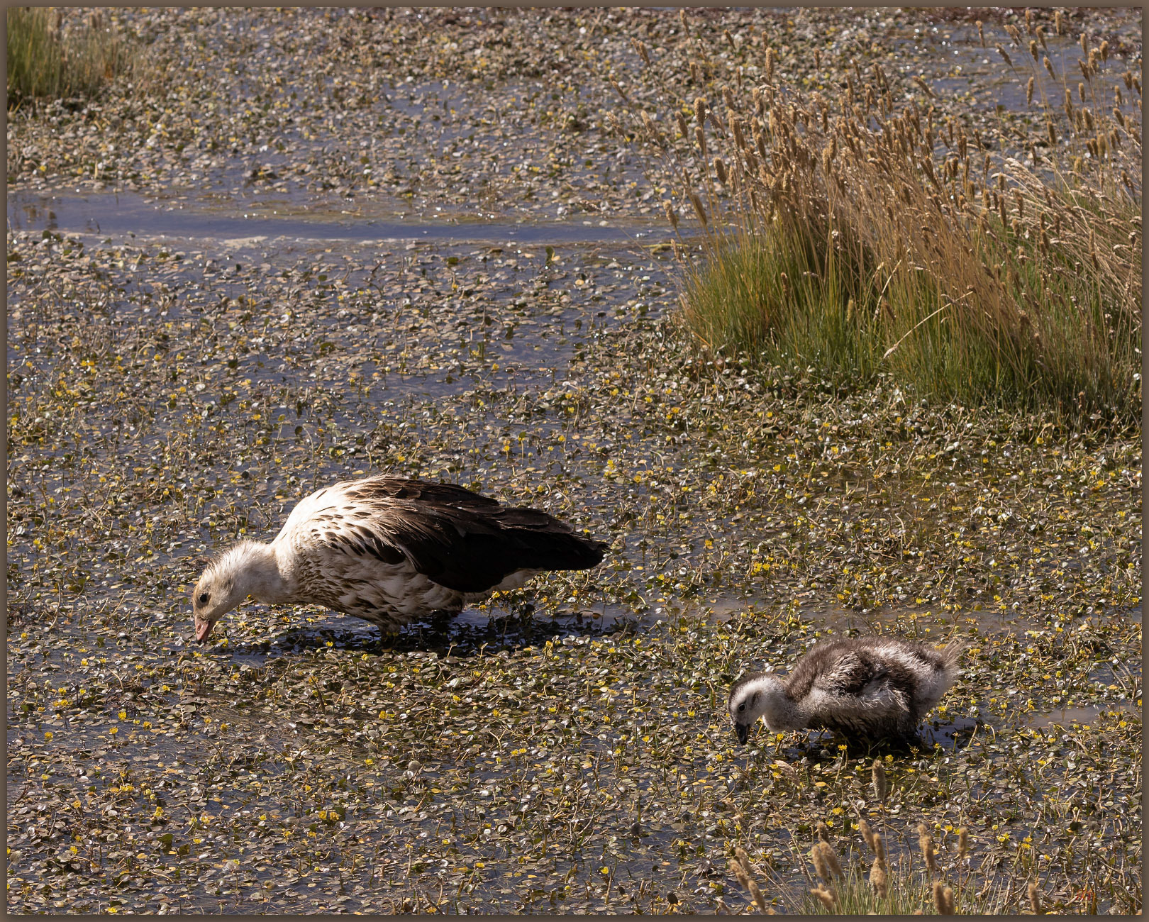 Foraging. Andean Goose (Chloephaga melanoptera) with chick, Atacama Desert, Chile