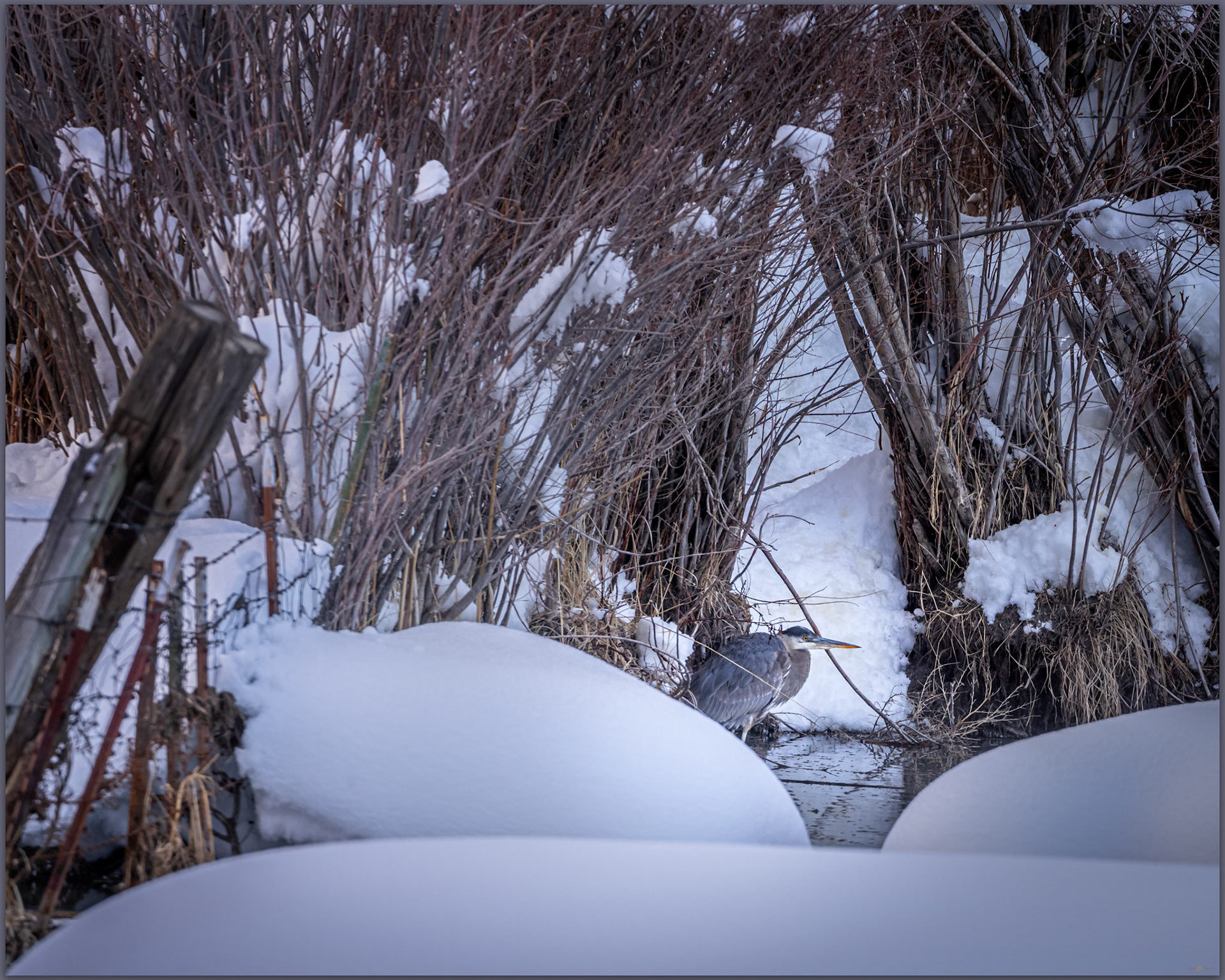 A Great Blue Heron, patient in the cold, Antelope Valley, Great Basin Desert, California, USA