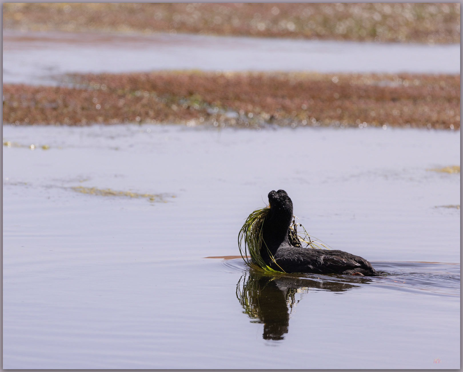 Maintenance material. Giant Coot (Fulica gigantea) of the Atacama Desert, Chile