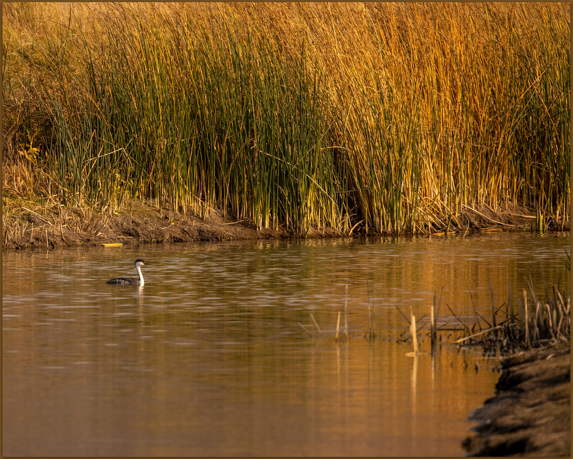 Western Grebe. Warner Valley, Great Basin Desert, OR, USA