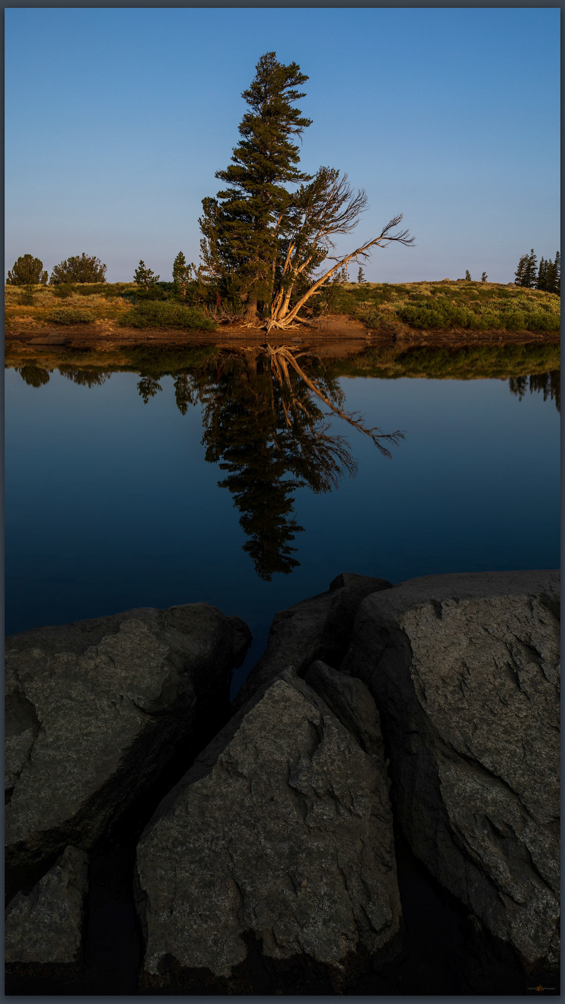 Fractured snag. Frog Lake, Carson Pass, CA, USA