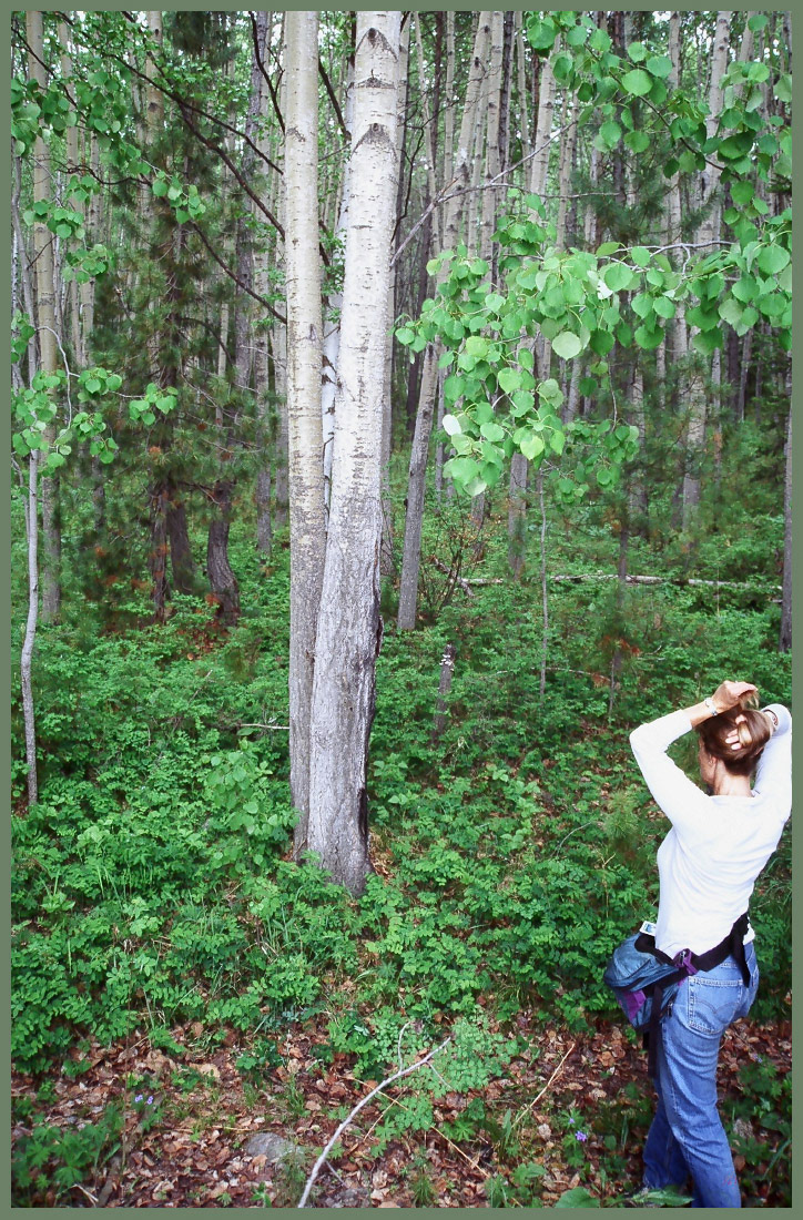 Baikal woodland near Karbulik, Lake Baikal, Buryatia, Russia