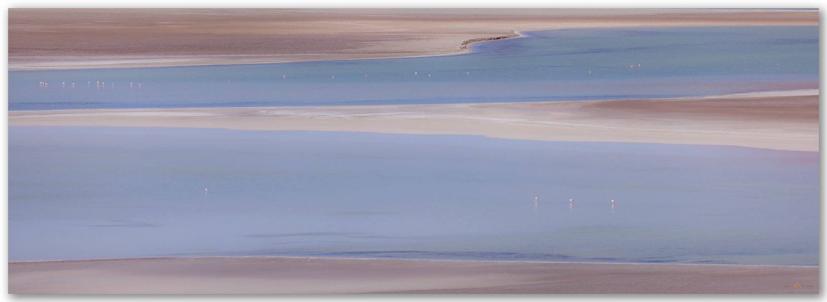 Flamingo blue. Andean Flamingos on the Salar de Agua Calientes, Atacama Desert, Chile