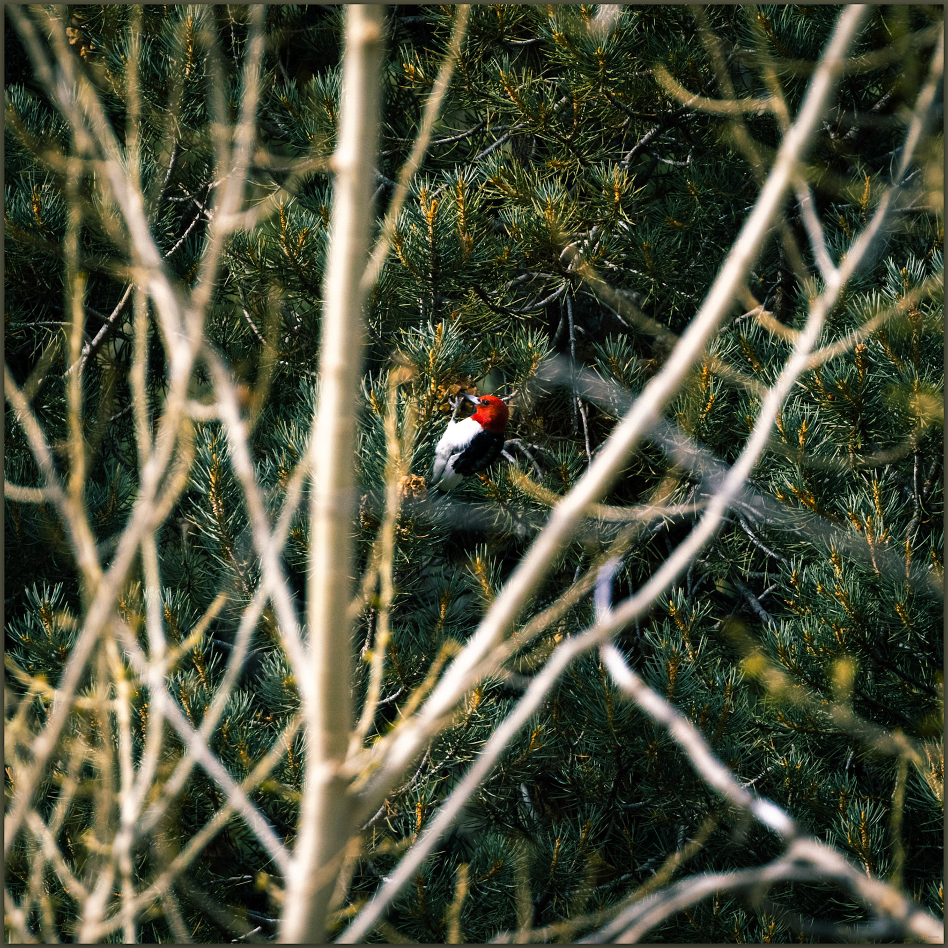 Red-headed Woodpecker (Melanerpes erythrocephalus), Six Mile Canyon, Virgina Mountains, Great Basin Desert, Nevada, USA