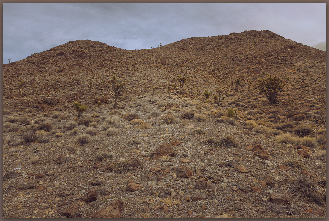 Dry approach. South-facing slopes of Cole, Goldfield Hills, Mojave Desert, NV, USA