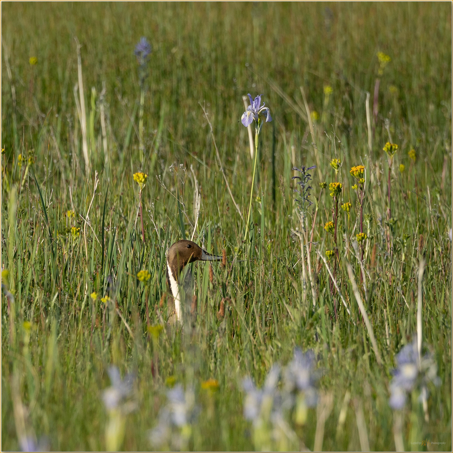 Nesting look. Northern Pintail peeks cautiously from a wetland pond, Hart Mountain, Great Basin Desert, OR, USA