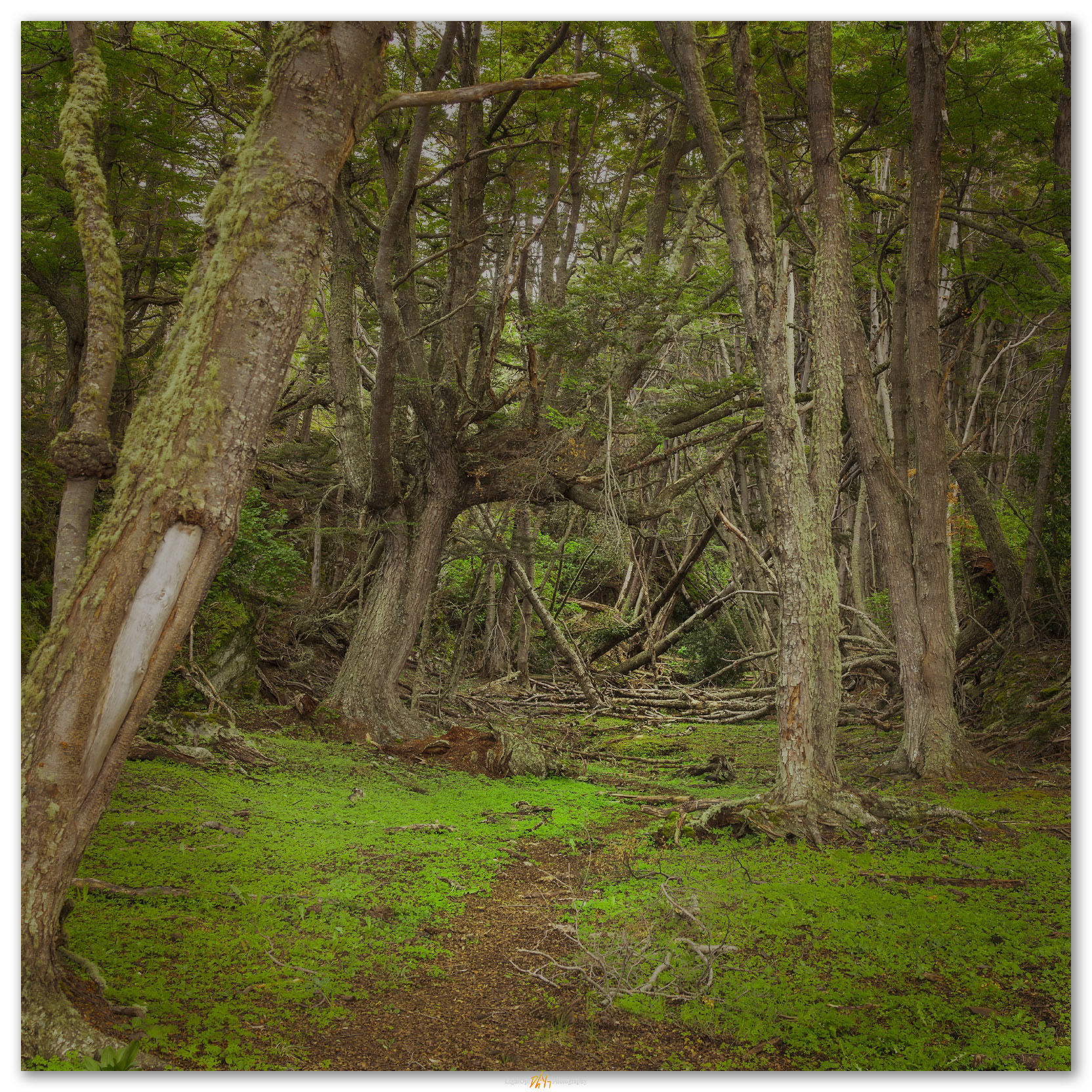 Fallen gates. A coastal woodland trail, Tierra del Fuego National Park, Argentina.