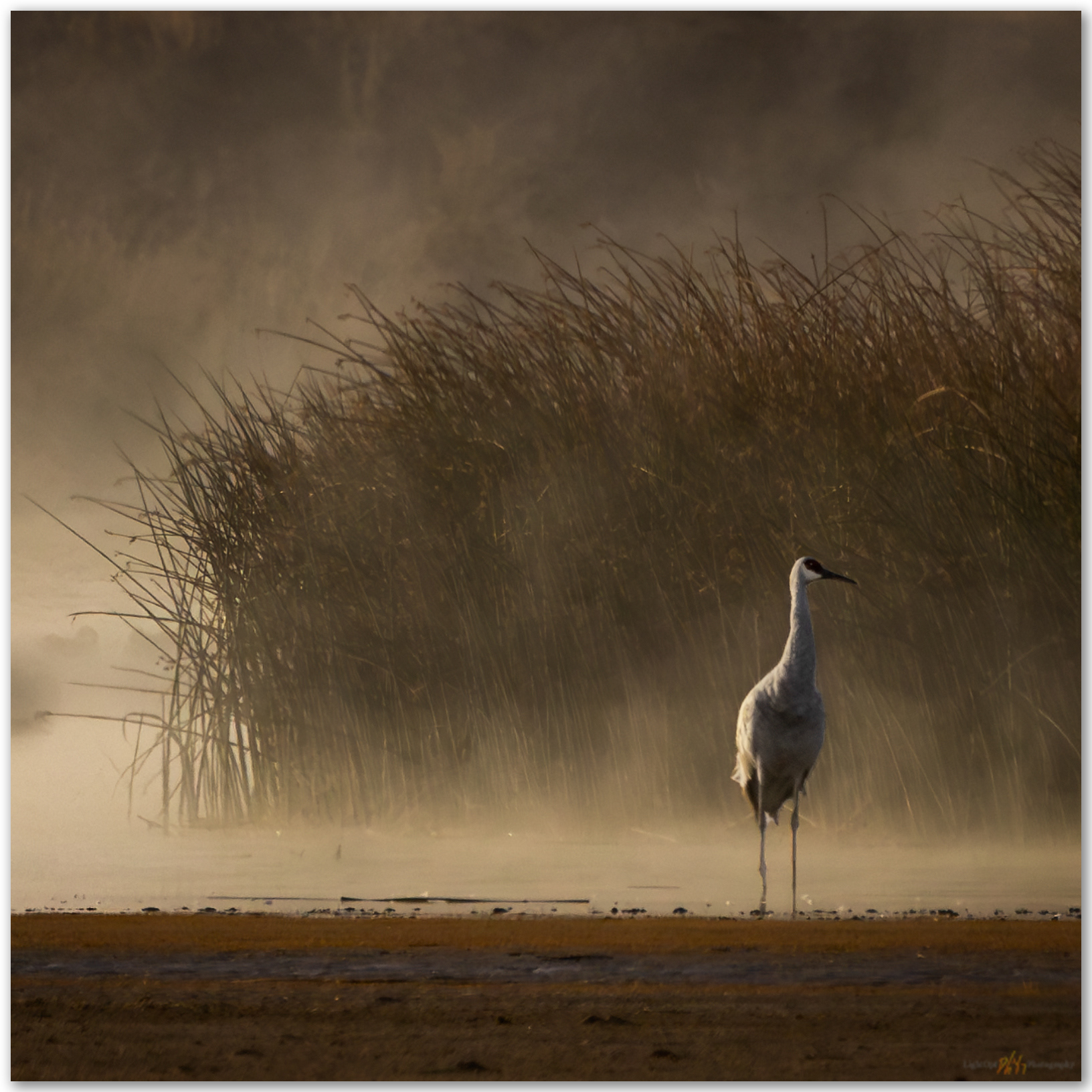 Sandhill Crane. Bog Hot Valley, Great Basin Desert, NV, USA