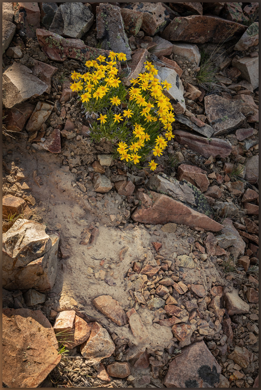 Movement. Slow alteration of the hillslopes evident in sediment creep, Whistler Mountain, Great Basin Desert, NV, USA