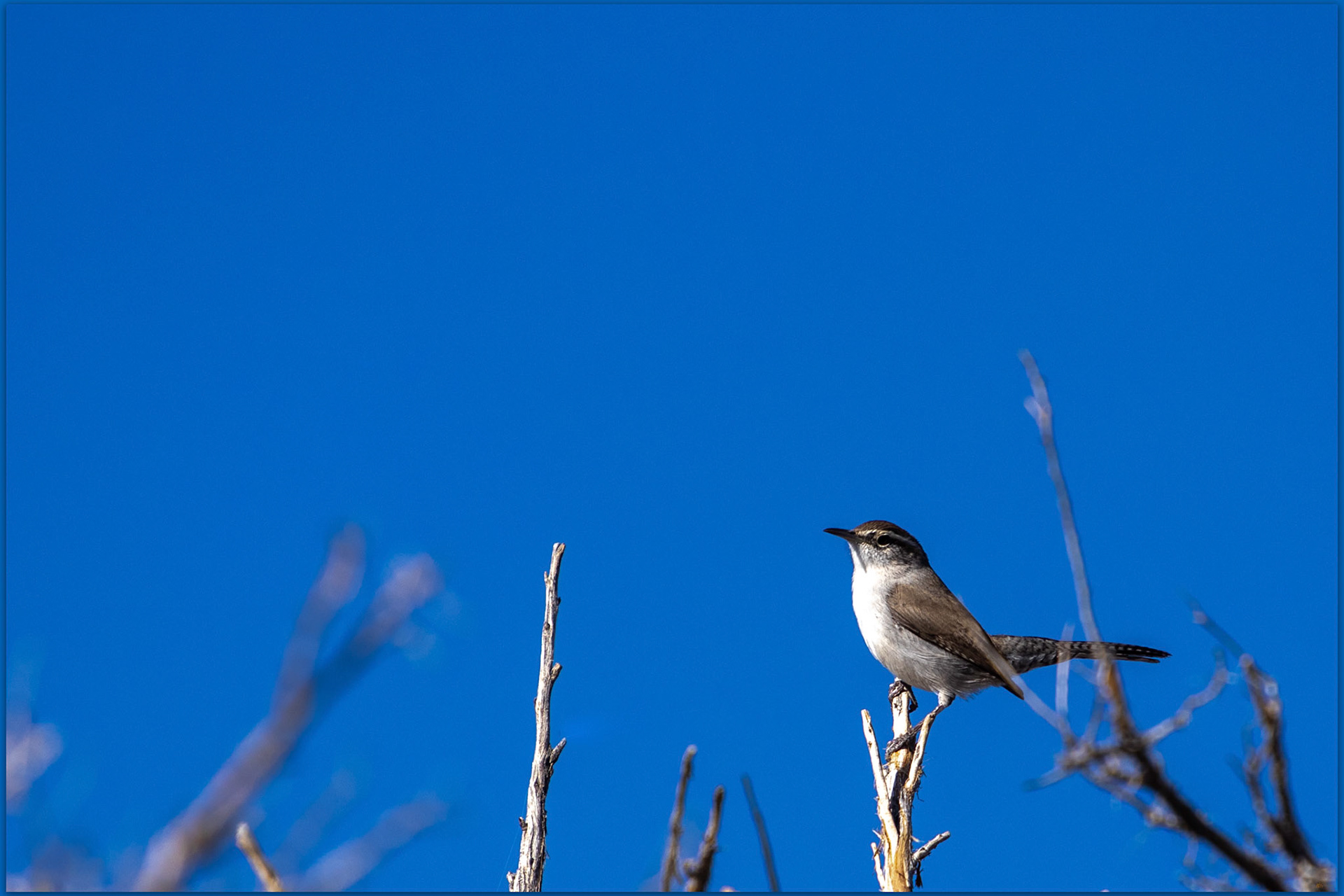 Wren lookout. A blue morning for a Bewick's Wren in Garden Valley, Great Basin Desert, NV, USA