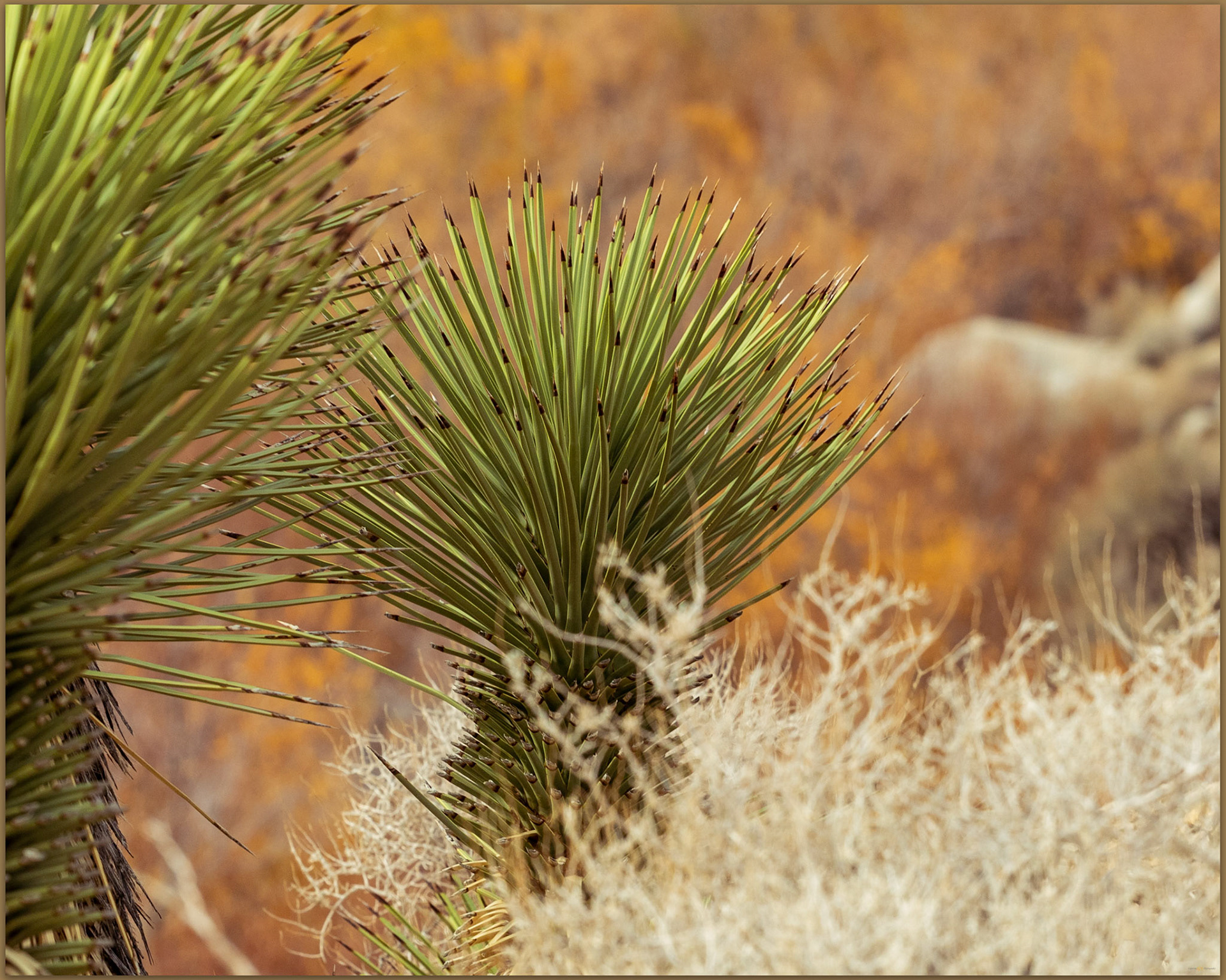 Autumn yucca. Cartago Creek, Owens Valley, Eastern Sierra, CA, USA