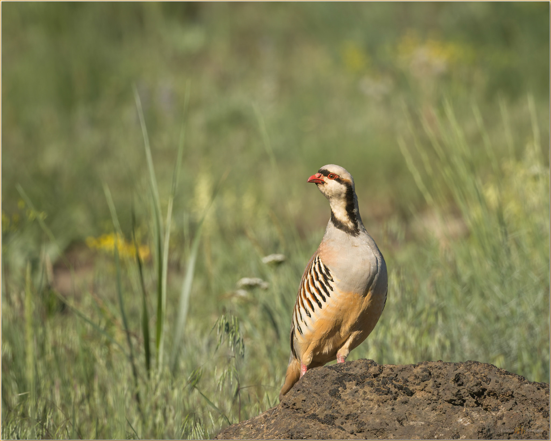 The scout. Chukar checks the scene, Hart Mountain, Great Basin Desert, OR, USA