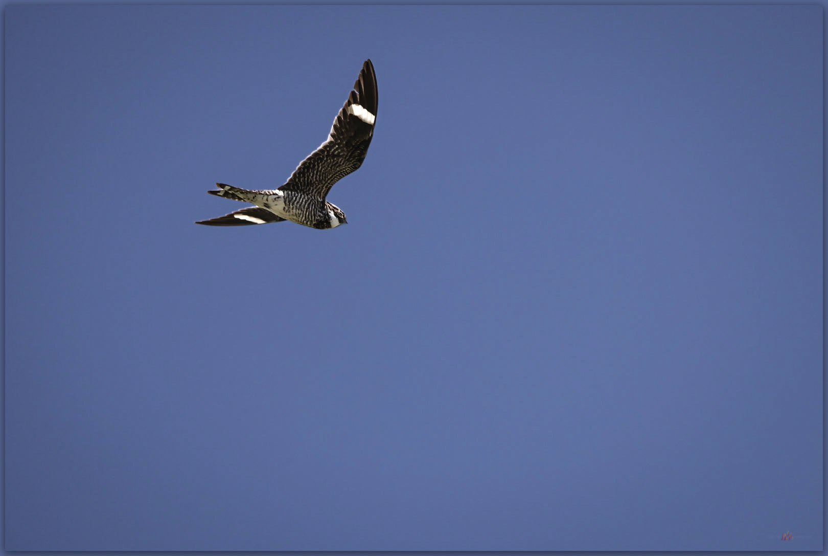 Day flight. Common Nighthawk, Whitehorse Creek, Great Basin Desert, OR