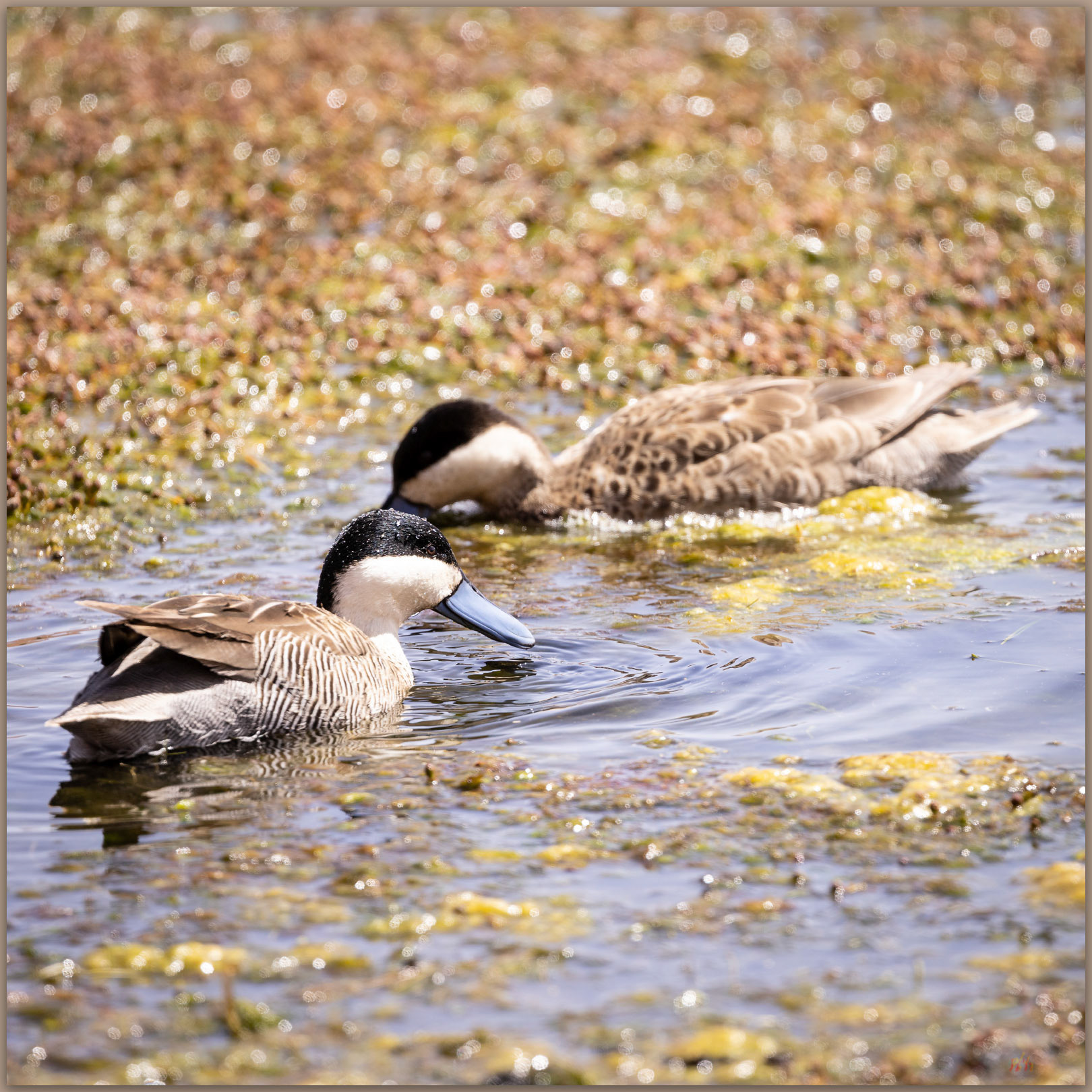 Puna Teal. Puna Teal (Spatula puna), Atacama Desert, Chile