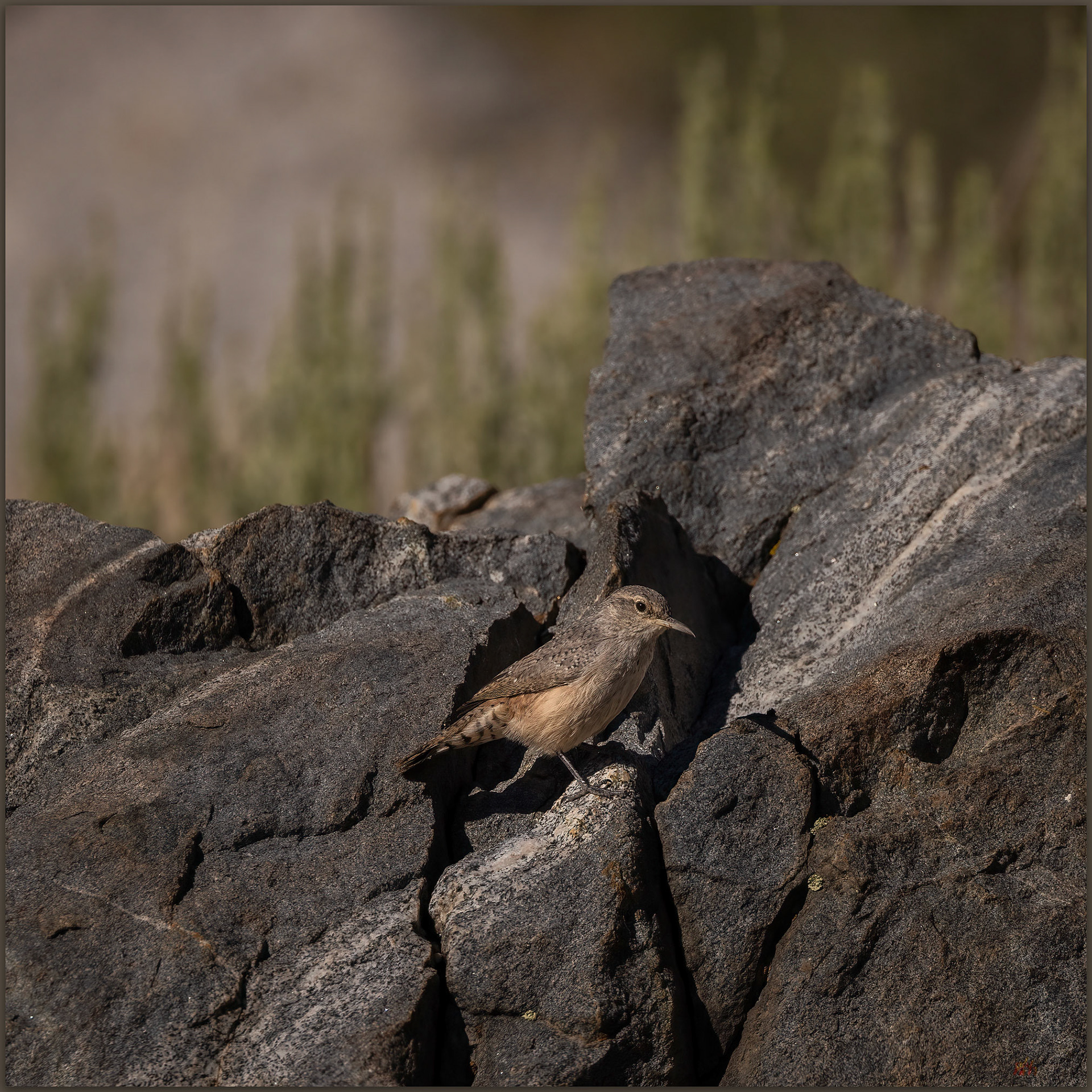 Rock Wren. Wedertz Canyon, Burbank Canyon WSA, Great Basin Desert, NV