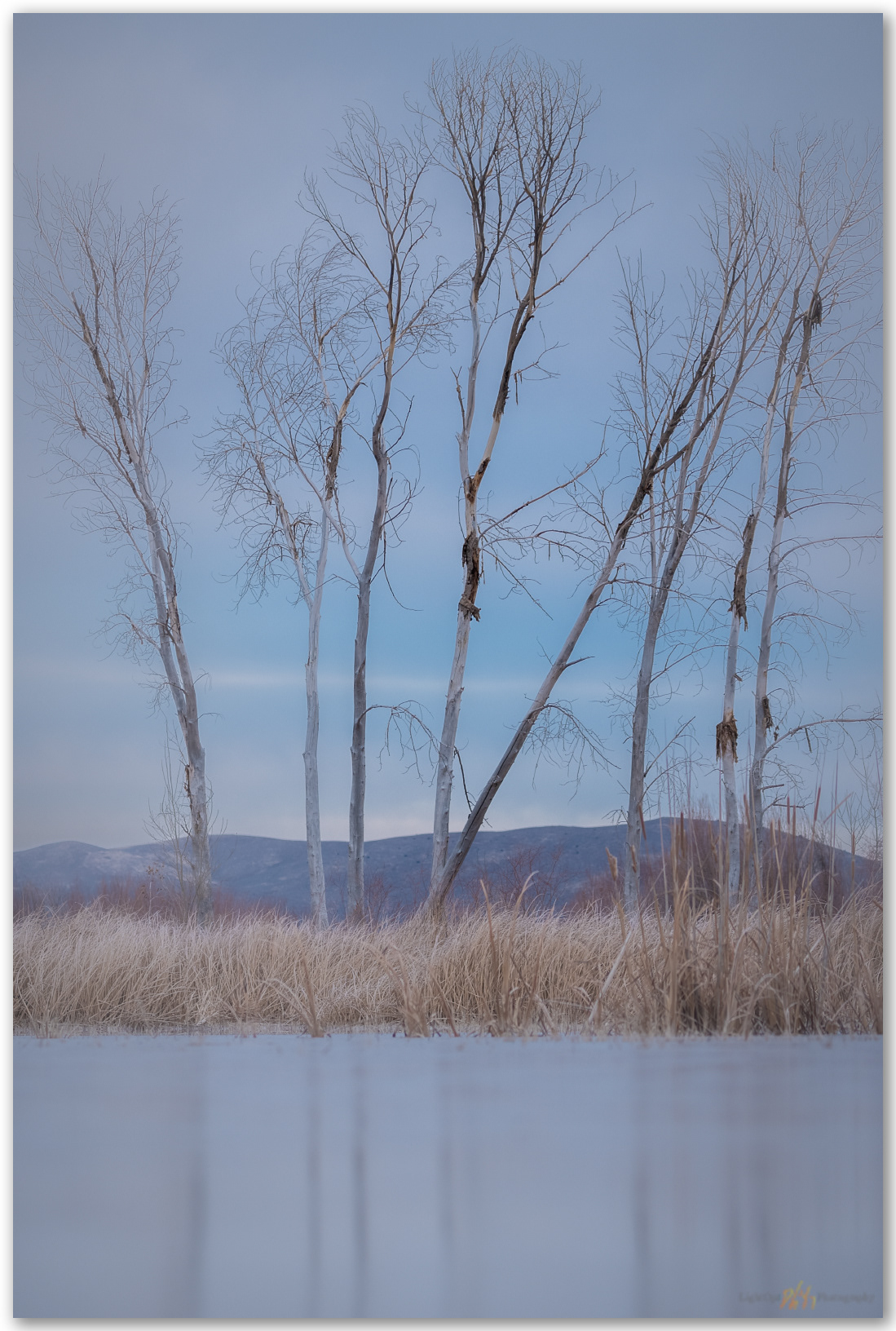 Winter stand. Washoe Valley, Great Basin Desert, NV, USA