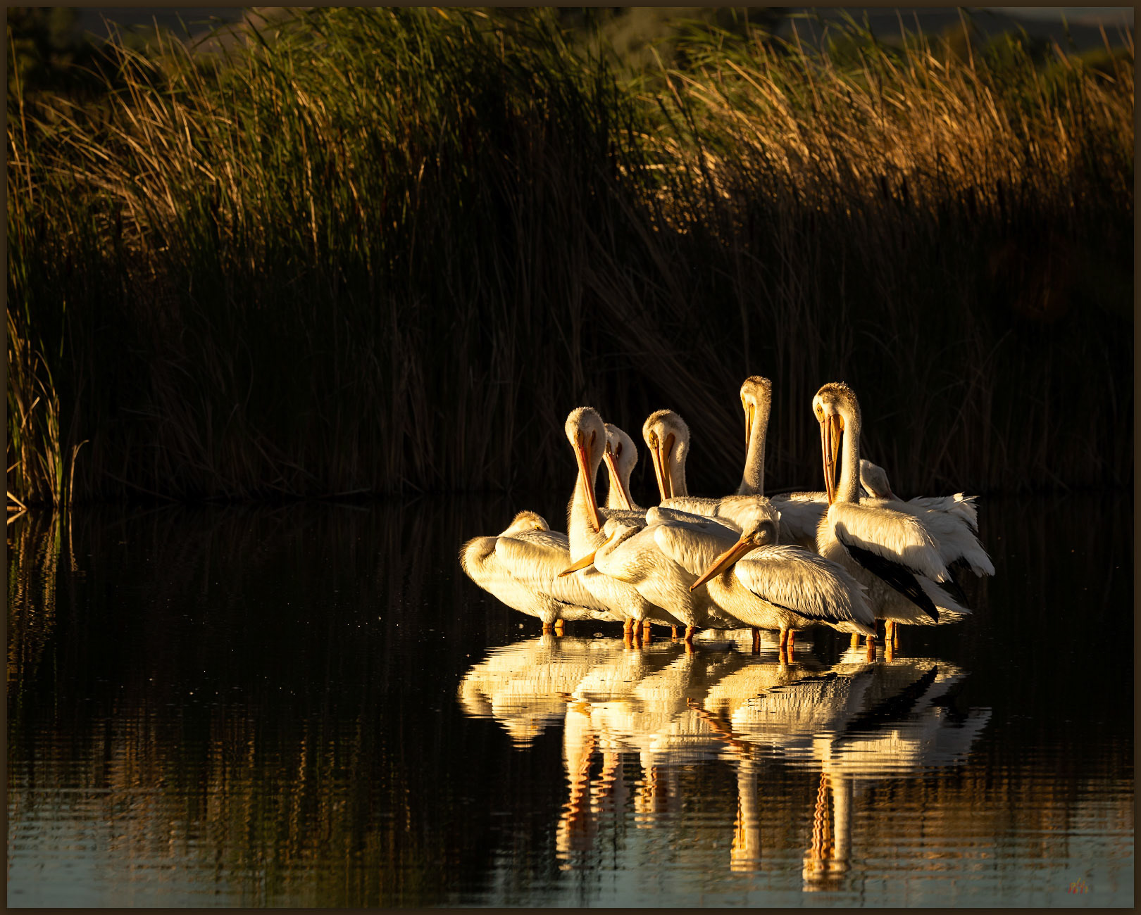 American White Pelicans. Mason Valley, Great Basin Desert, NV