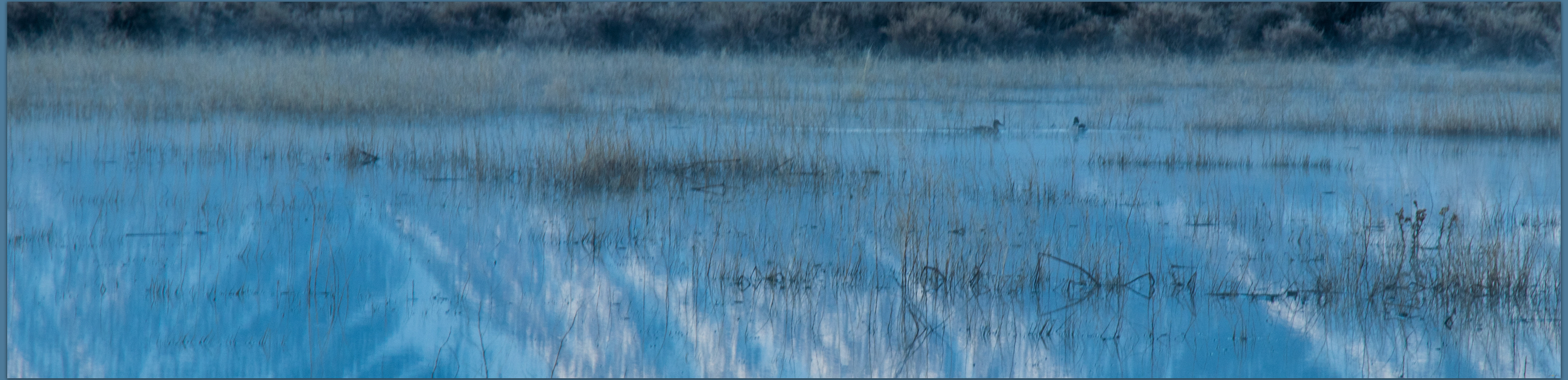 Safety. A frosty pond with resident ducks, a cropping exercise to highlight the cold and resilient avifauna, Carson Valley, Great Basin Desert, NV, USA