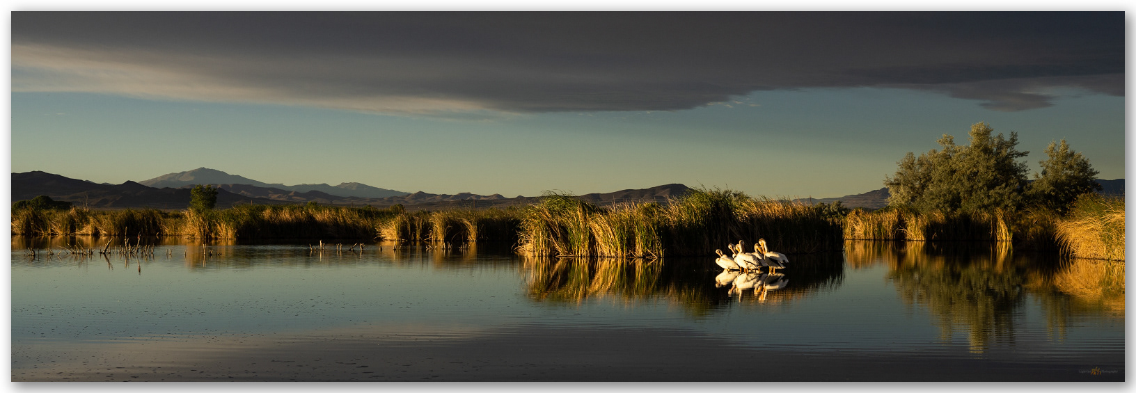 American White Pelicans. Mason Valley, Great Basin Desert, NV
