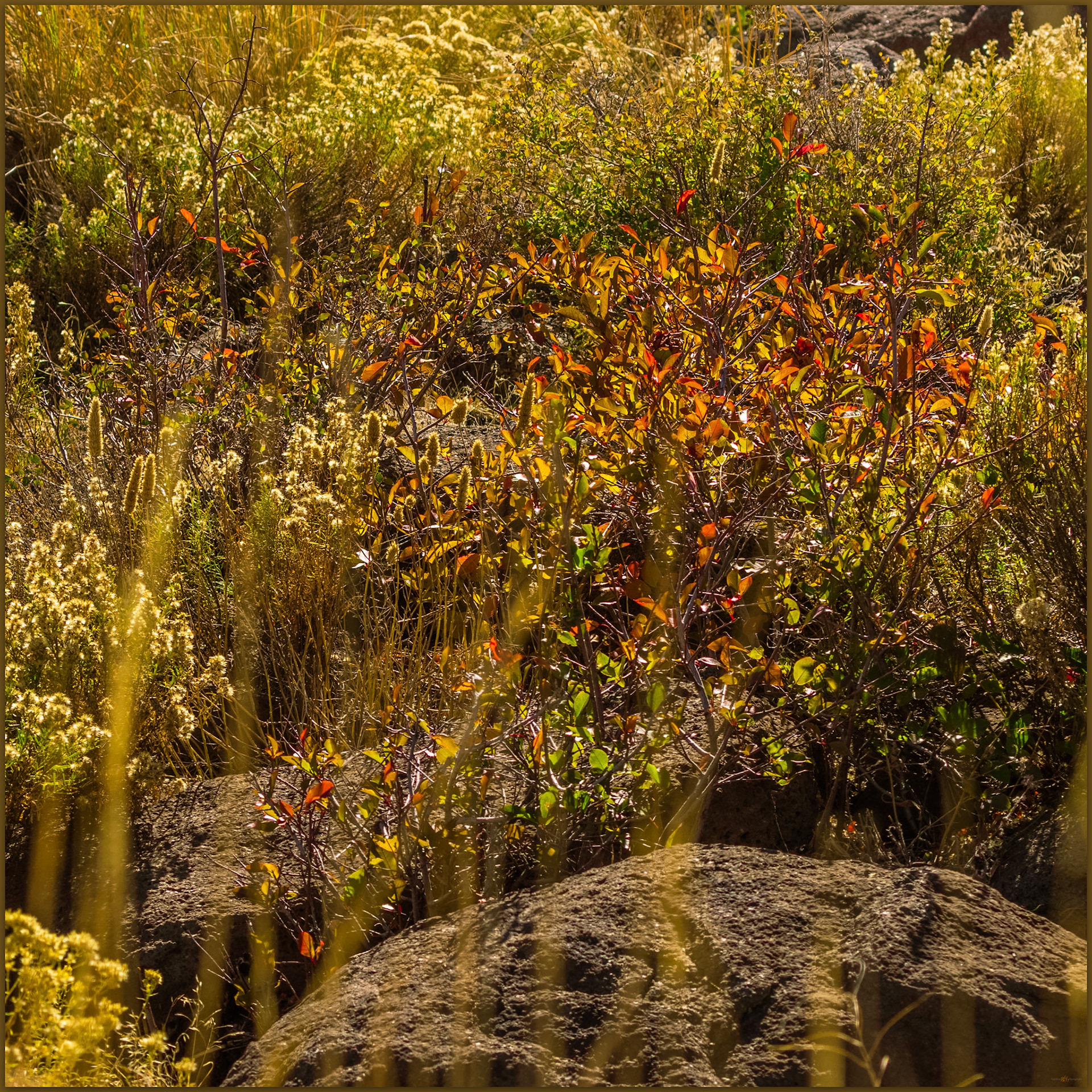 Color spills from protective rock outcrops where seeds and water gather, Madeline Mesa, Great Basin Desert, USA