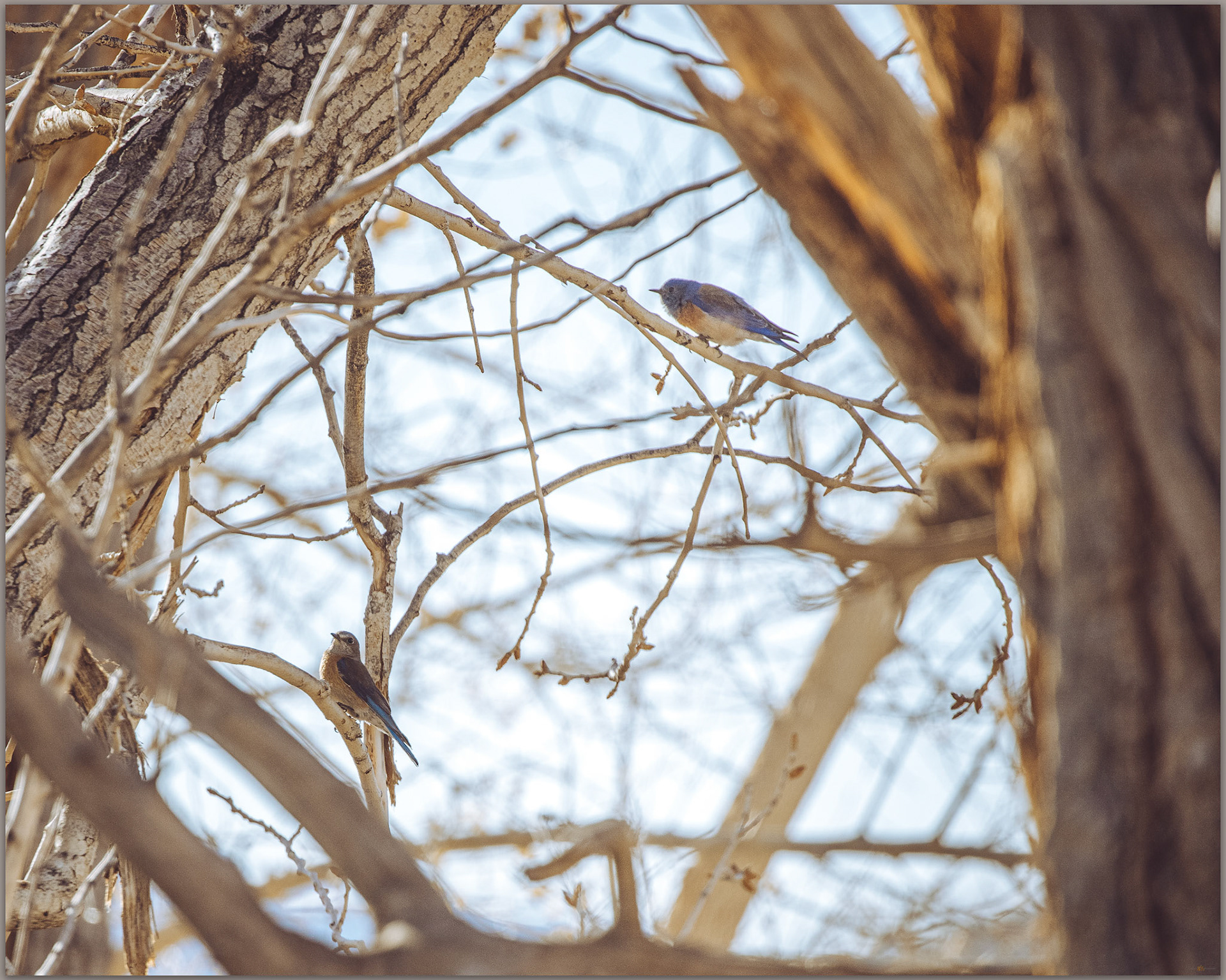 Western Bluebird (m+f) - Salia mexicana, East Walker River, Great Basin Desert, USA