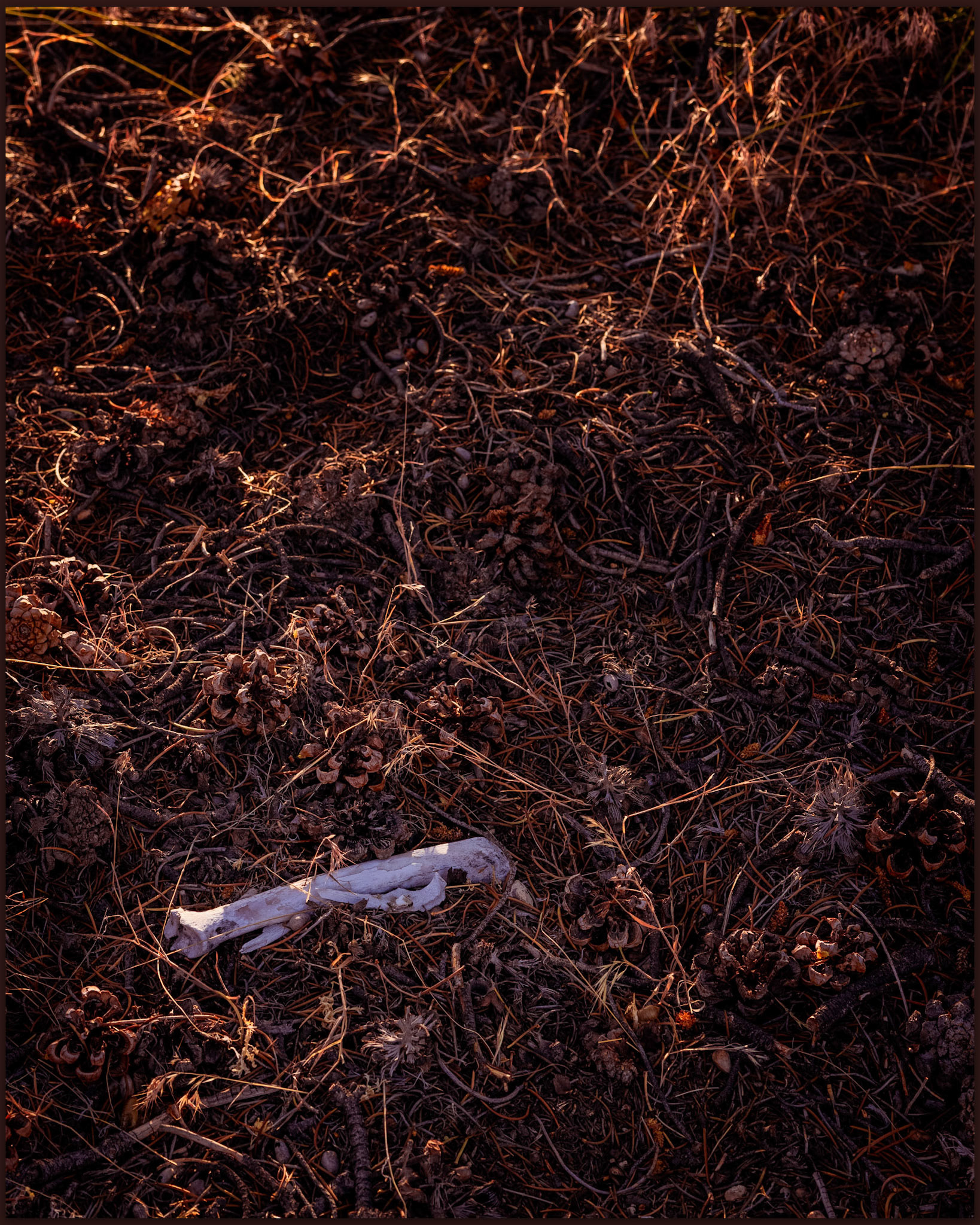 Traces of former lives under the pinyon, Grayback Mountain, Great Basin Desert, Nevada, USA