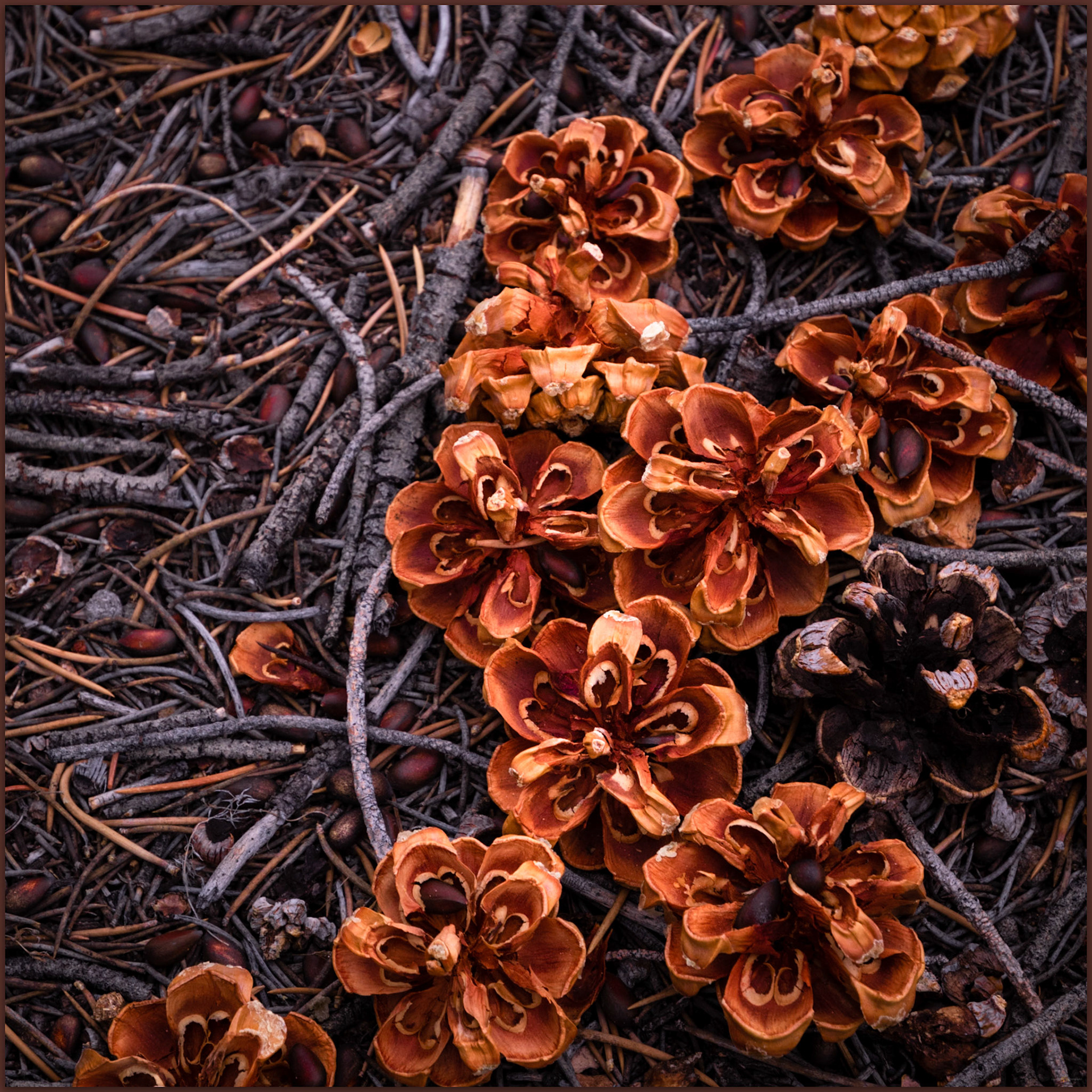 Promised harvest. Pinyon cones in the foothills of the Sweetwater Range, Great Basin Desert, NV, USA
