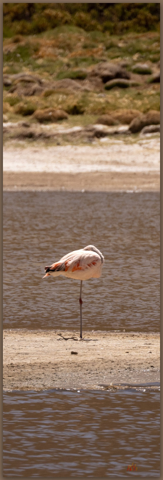 Balanced nap. Andean Flamingo (Phoenicoparrus andinus), Atacama Desert, Chile