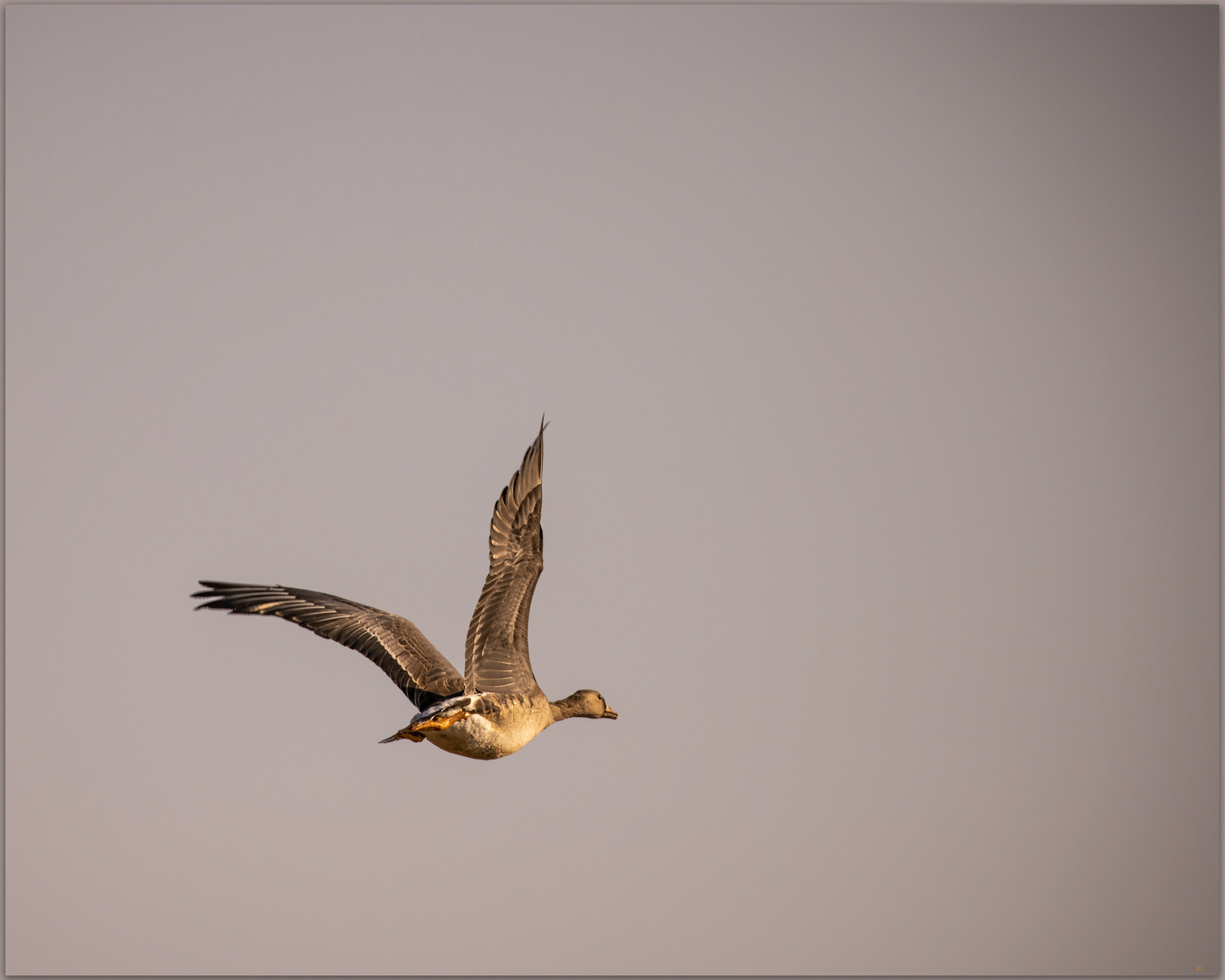 Goose in flight. Great White-fronted goose, Warner Valley, Great Basin Desert, OR, USA