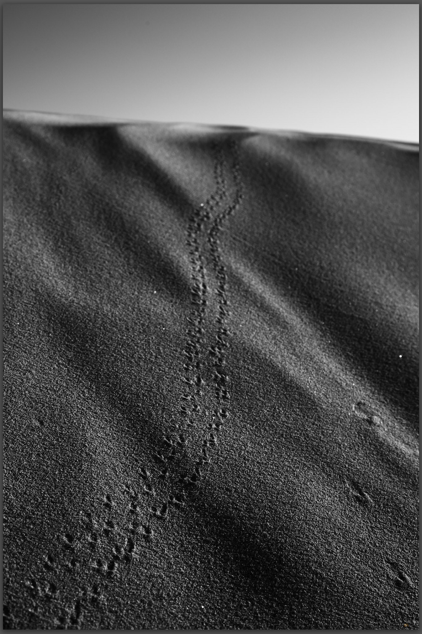 Into distance. A small critter going a long way, Mesquite Dunes, Death Valley National Park, CA, USA