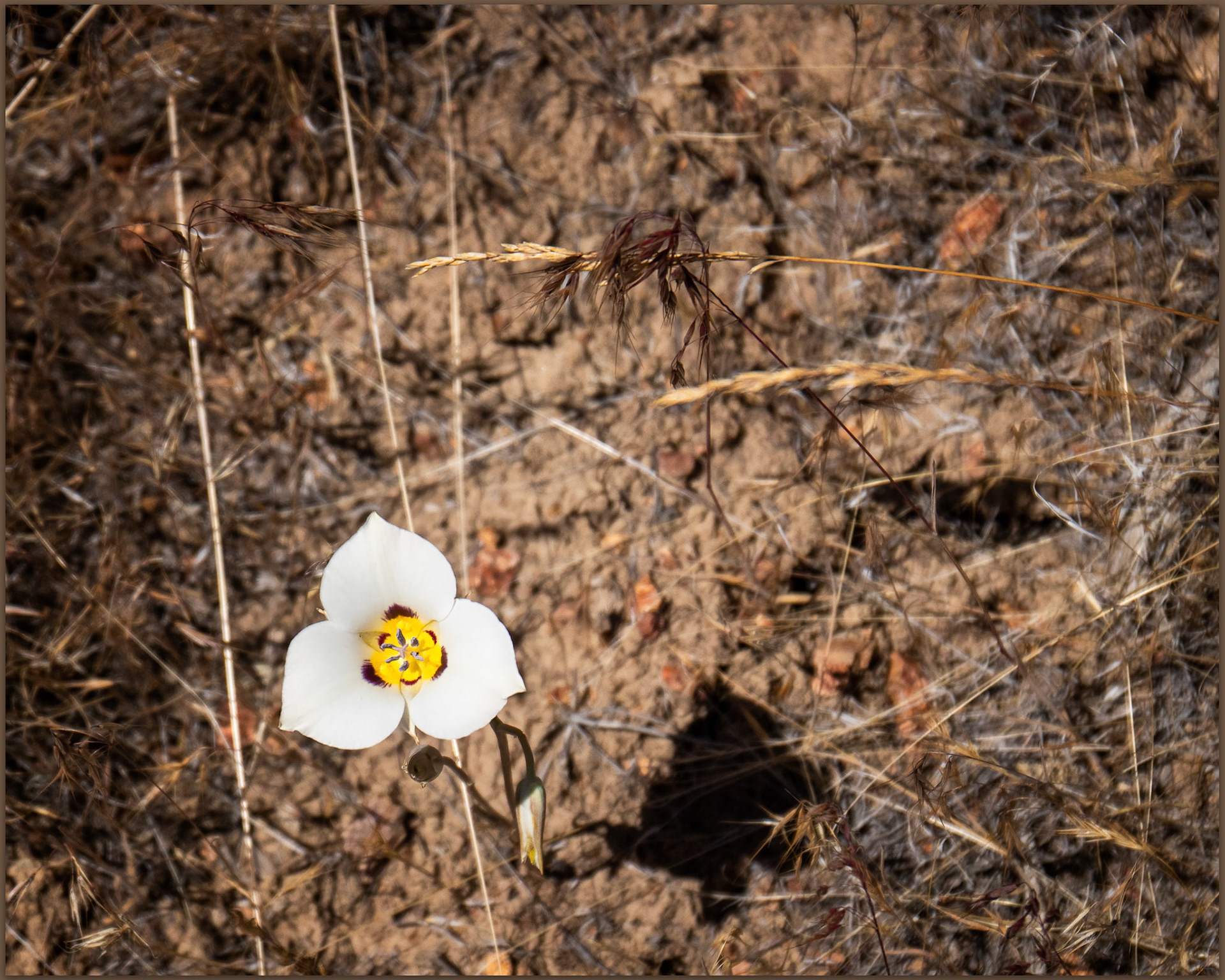 One. A sego lilly at Thacker Creek, Great Basin Desert, NV, USA