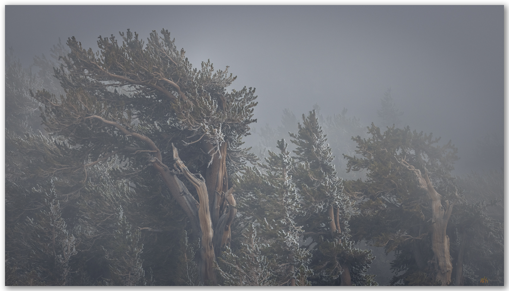 Bristlecone pine - another day in the element where they are and have been, Spring Mountains, Mojave Desert, USA