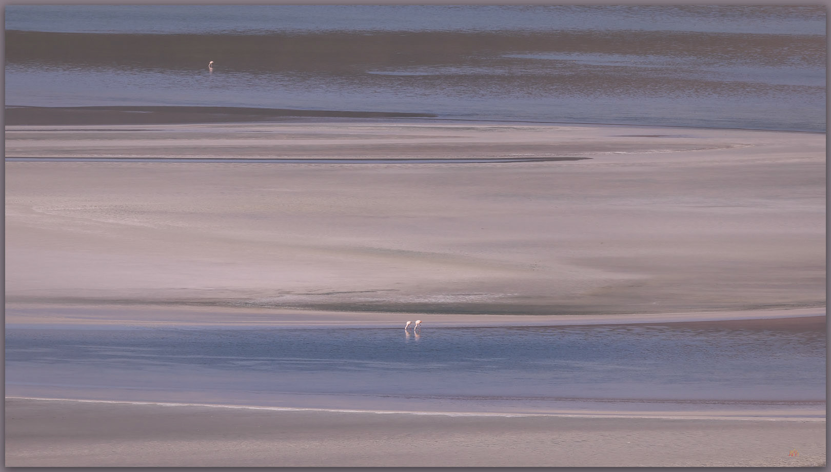 One and two. Andean flamingos on the vast Salar de Agua Calientes, Atacama Desert, Chile
