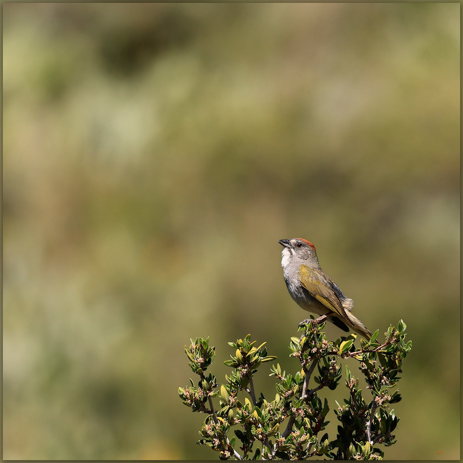 Green-tailed Towhee (Pipilo chlorurus), Heenand Reservoir, Northern Sierra, California