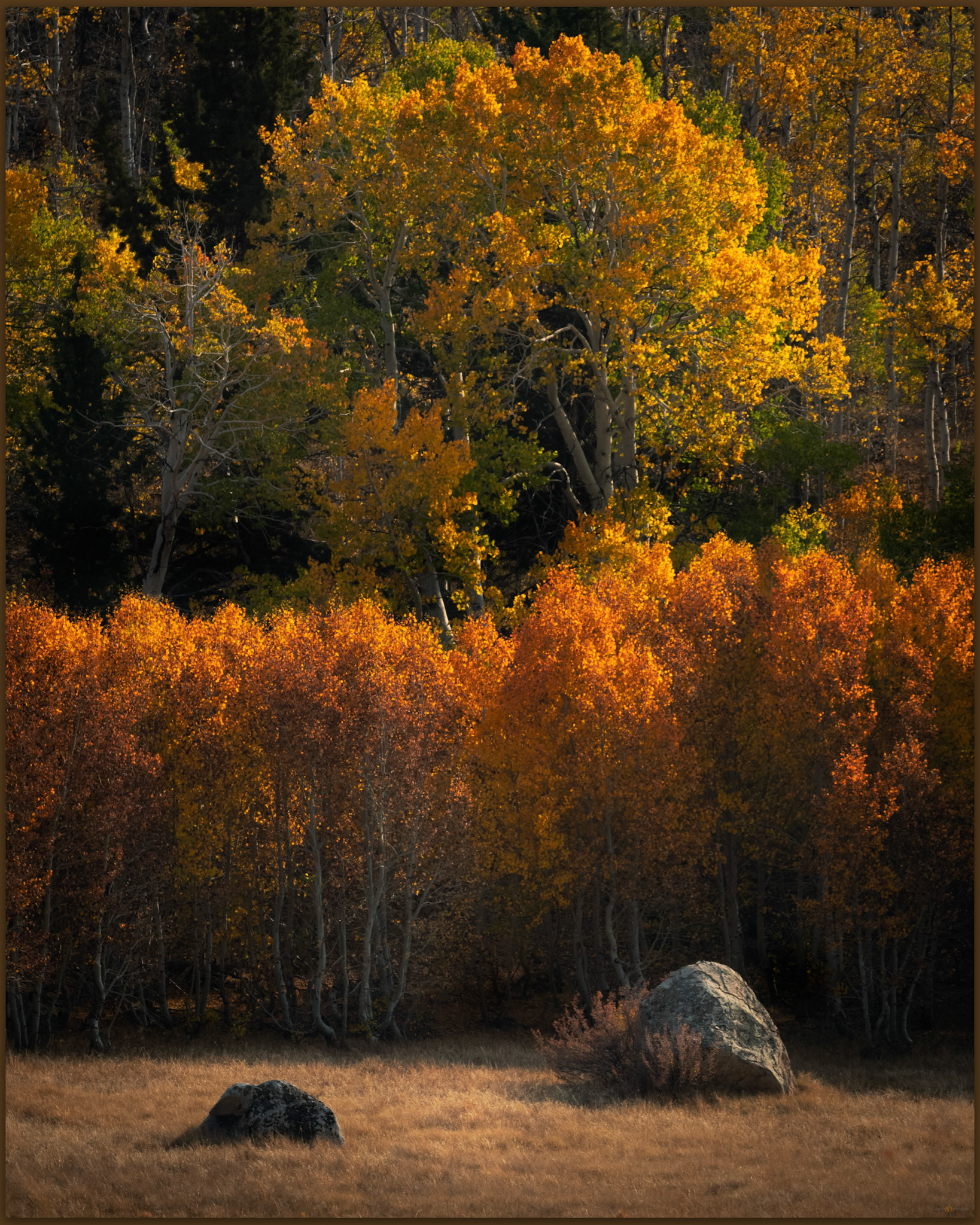 Color margin. Fall colors above the Green Creek floodplain, Green Creek, Eastern Sierra, CA, USA